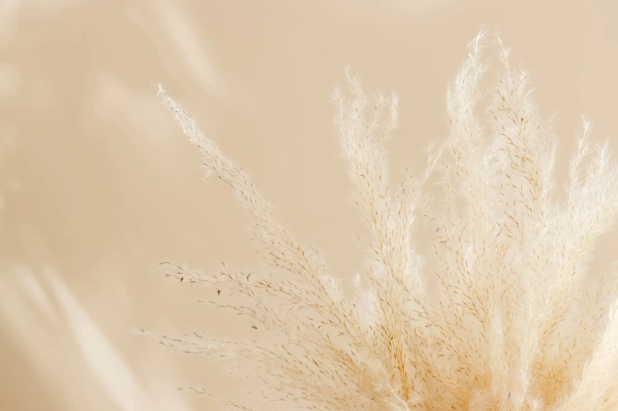 Reflexology Plantaire Vendée Carine Auxire