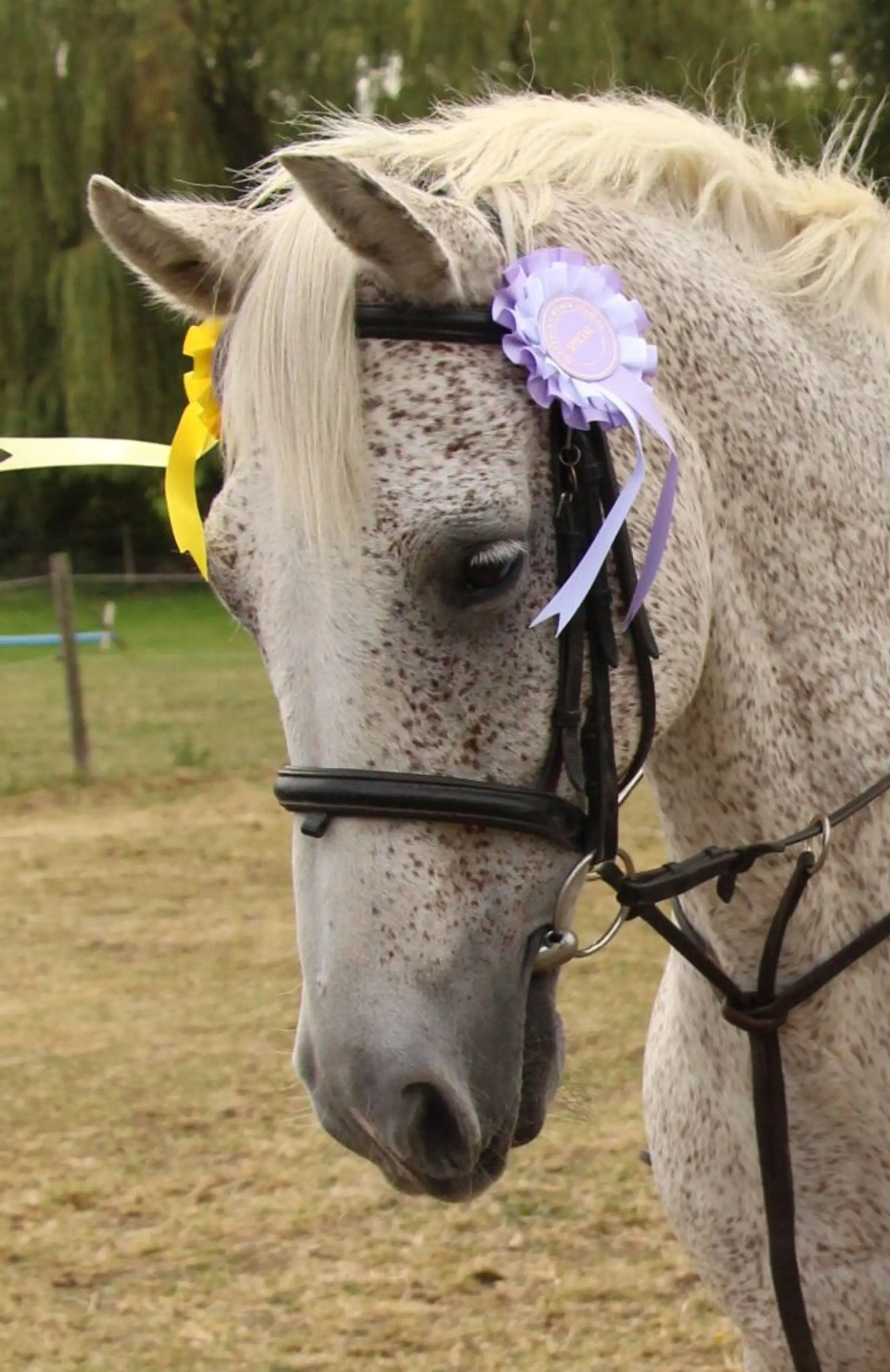Glapthorn Manor Equestrian