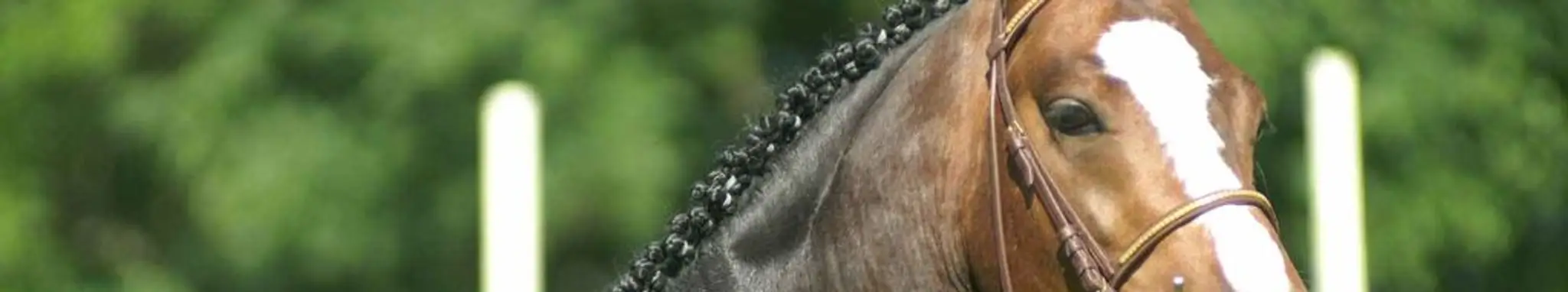 Les Ecuries D'adonis