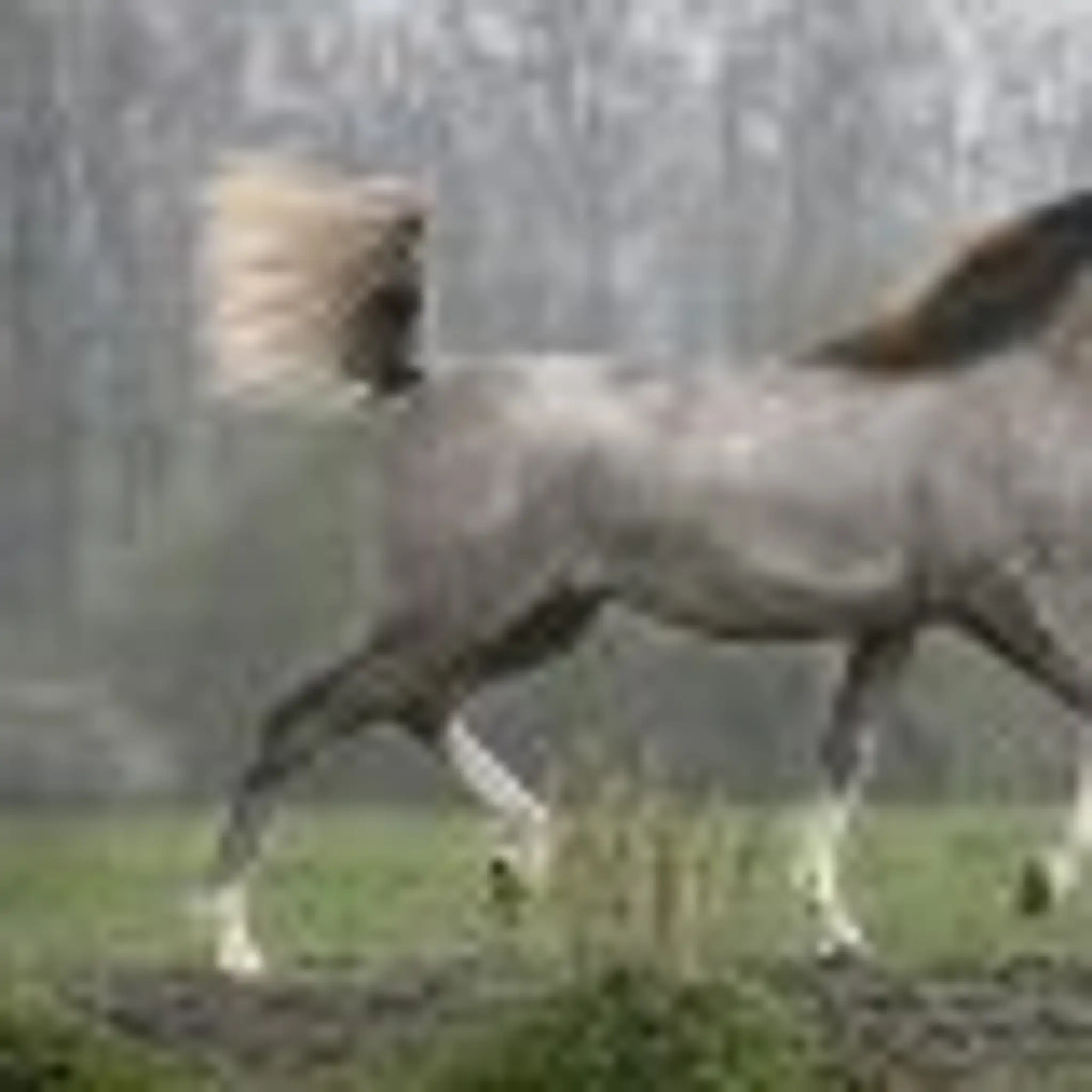 Alifa Arabians