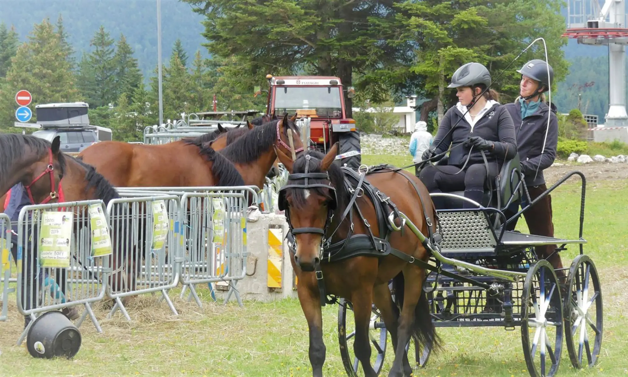 Cheval Du Vercors