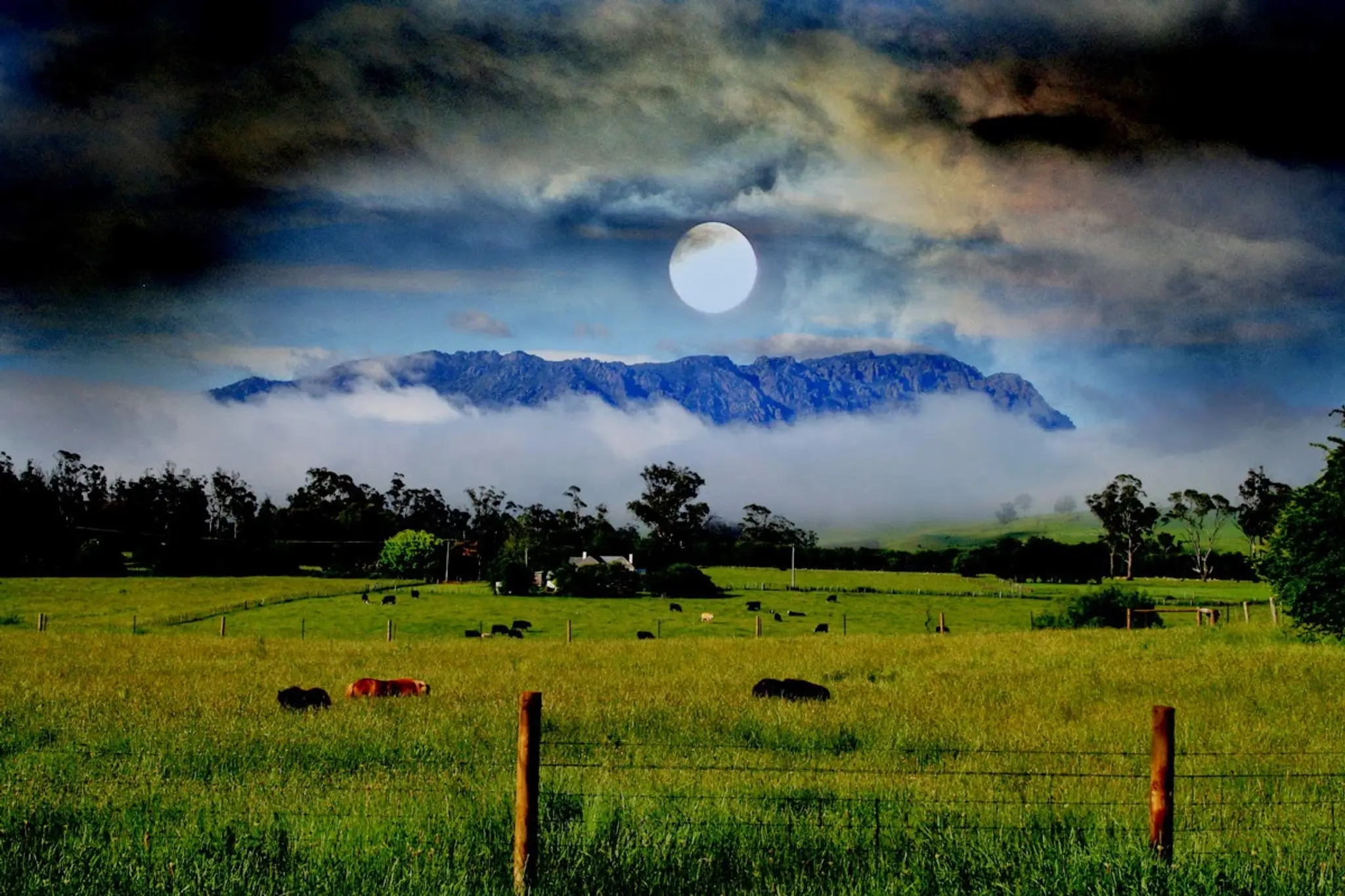 LoonRhasH House Harriers