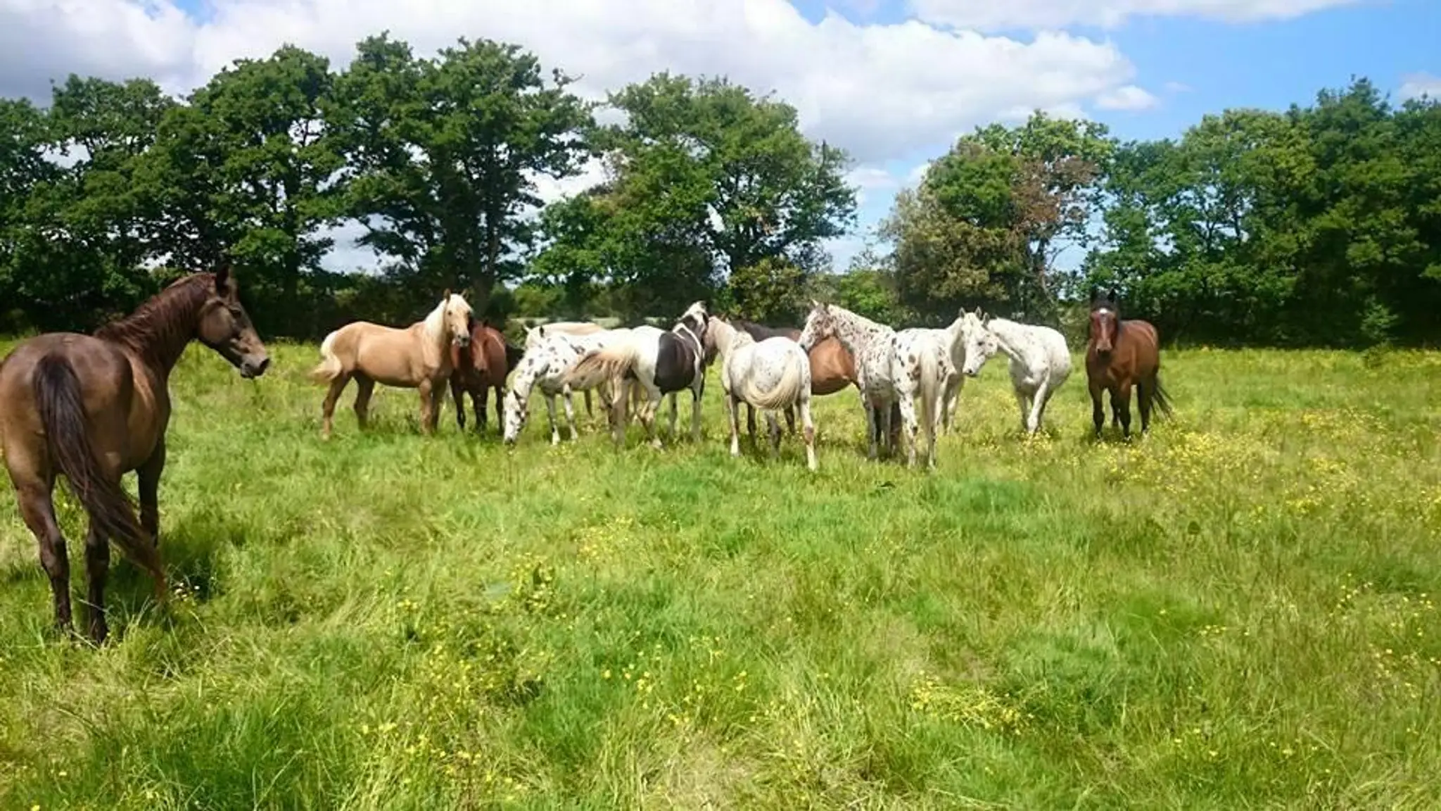 The Equestrian Center Aumarière SARL