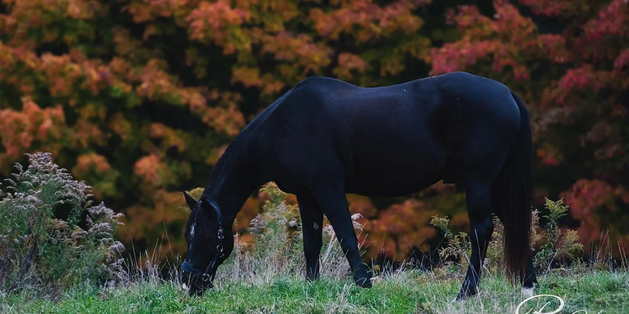 Churchill Chimes Equestrian Centre