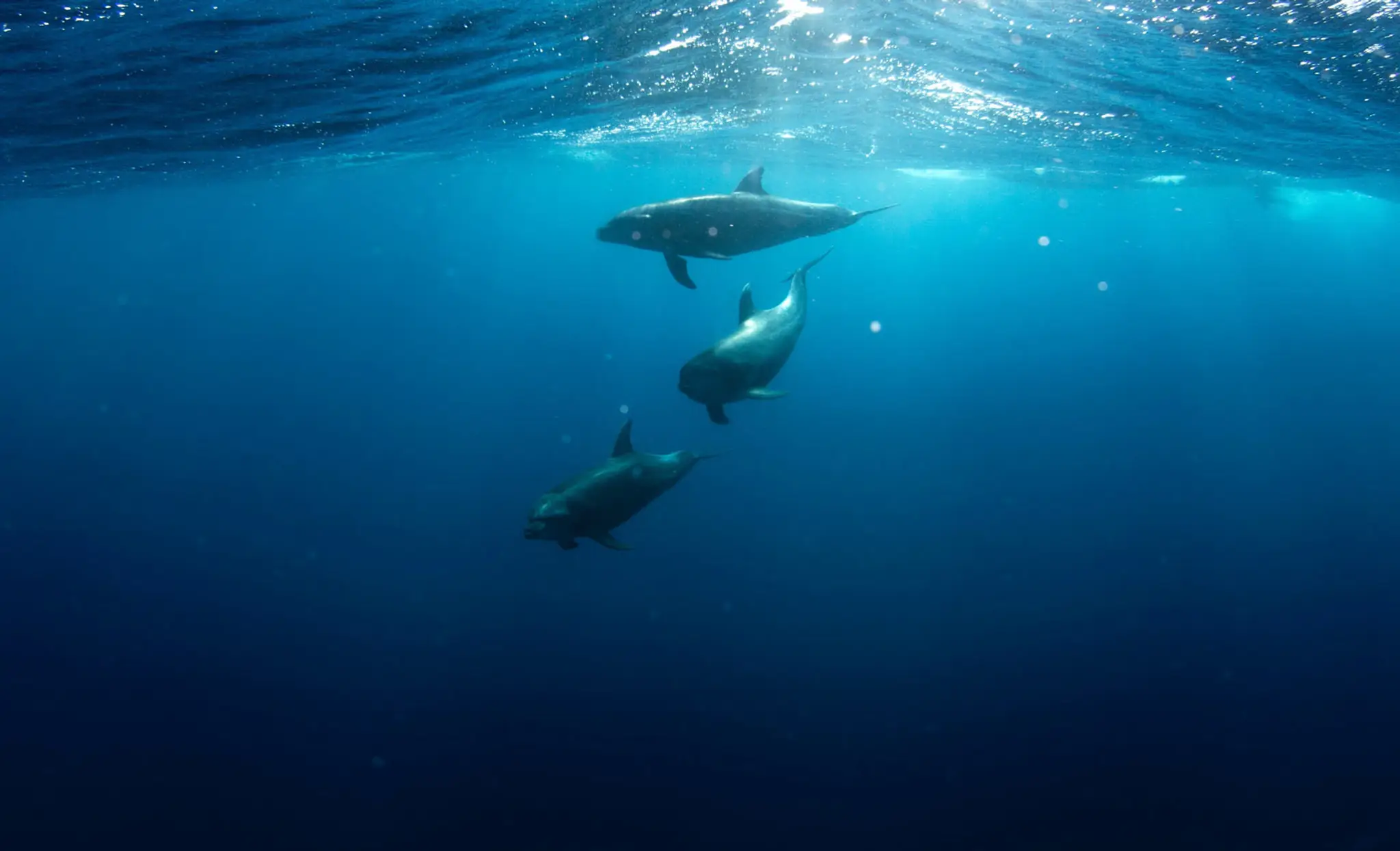 Dream Weaver Charters