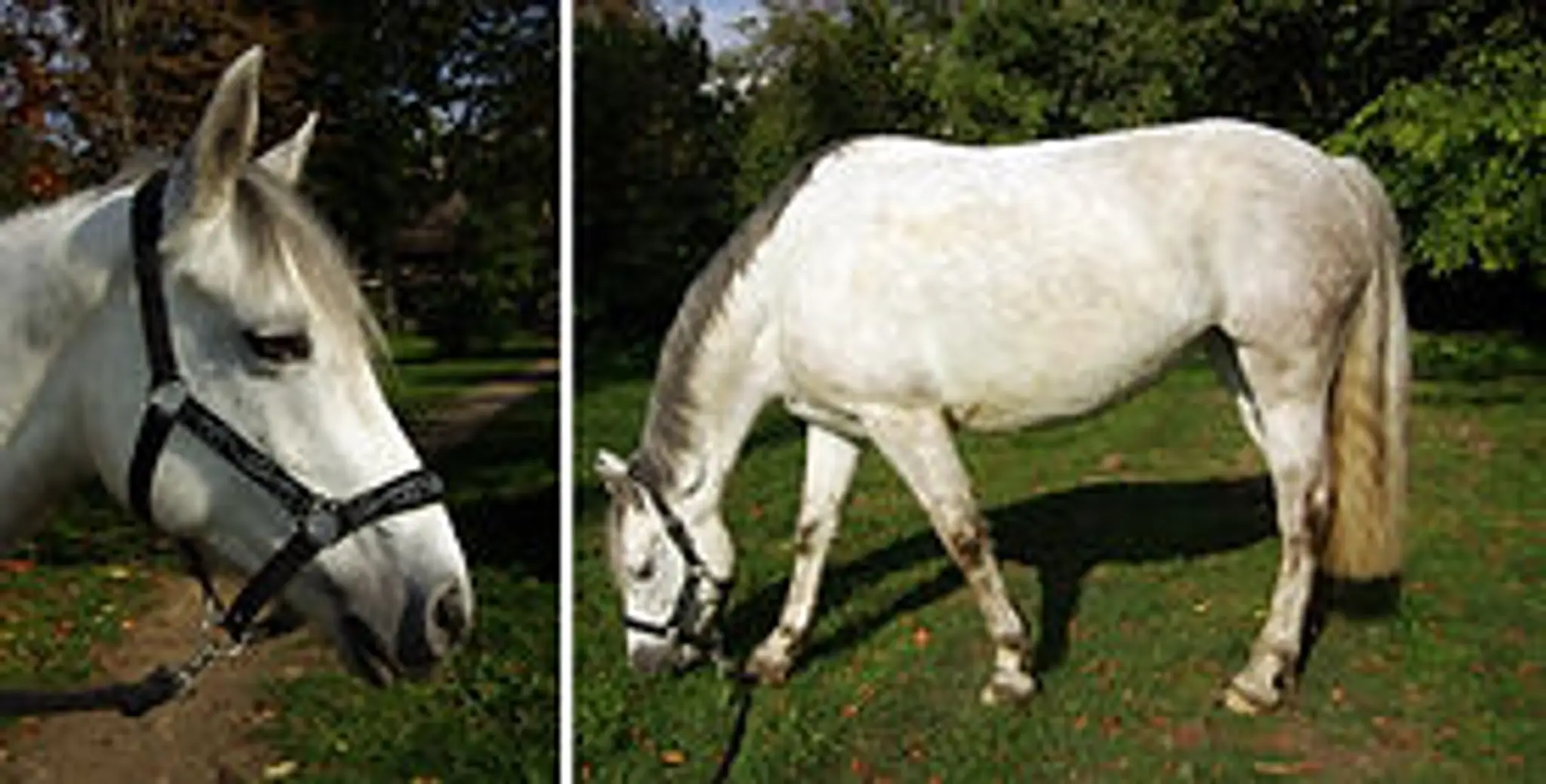 Equine Society Veterinary School of Alfort