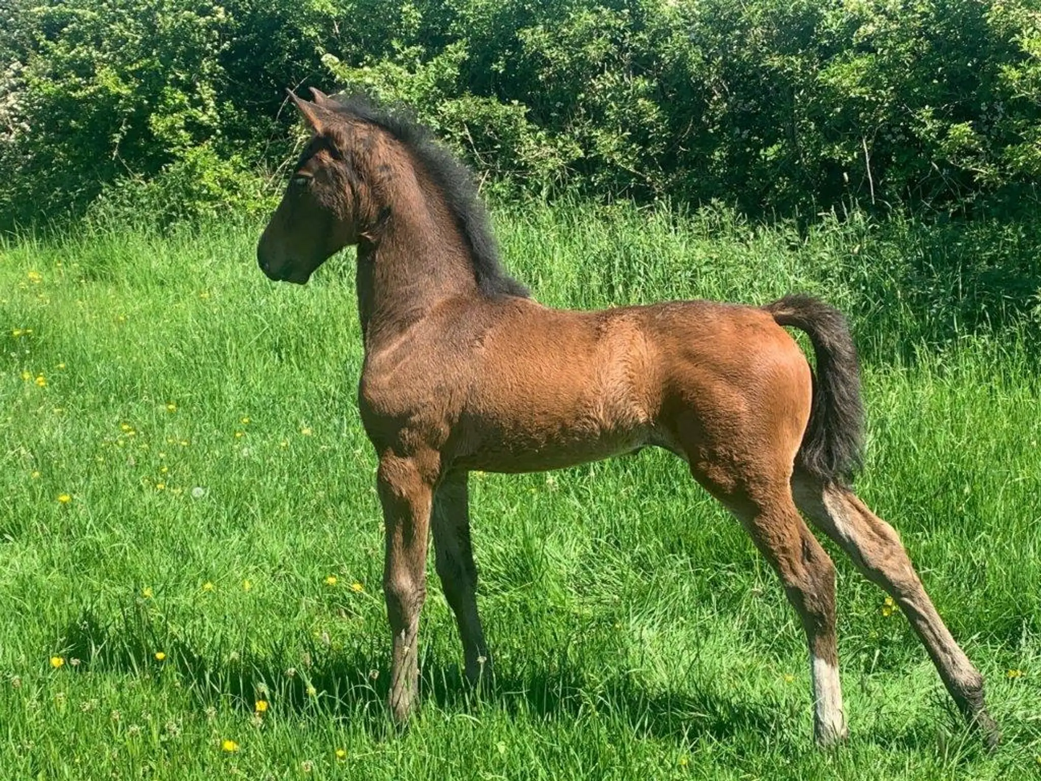 Hill Top Farm & Riding school