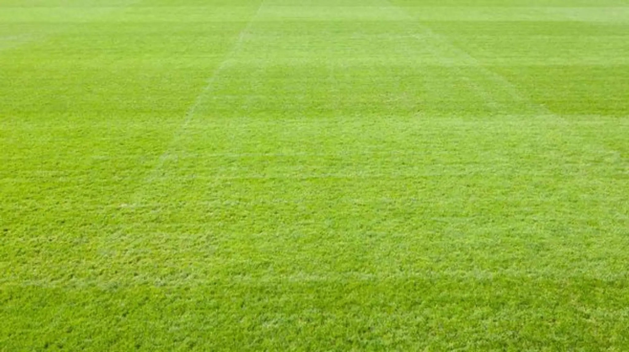 Peterborough Lions Rugby Club