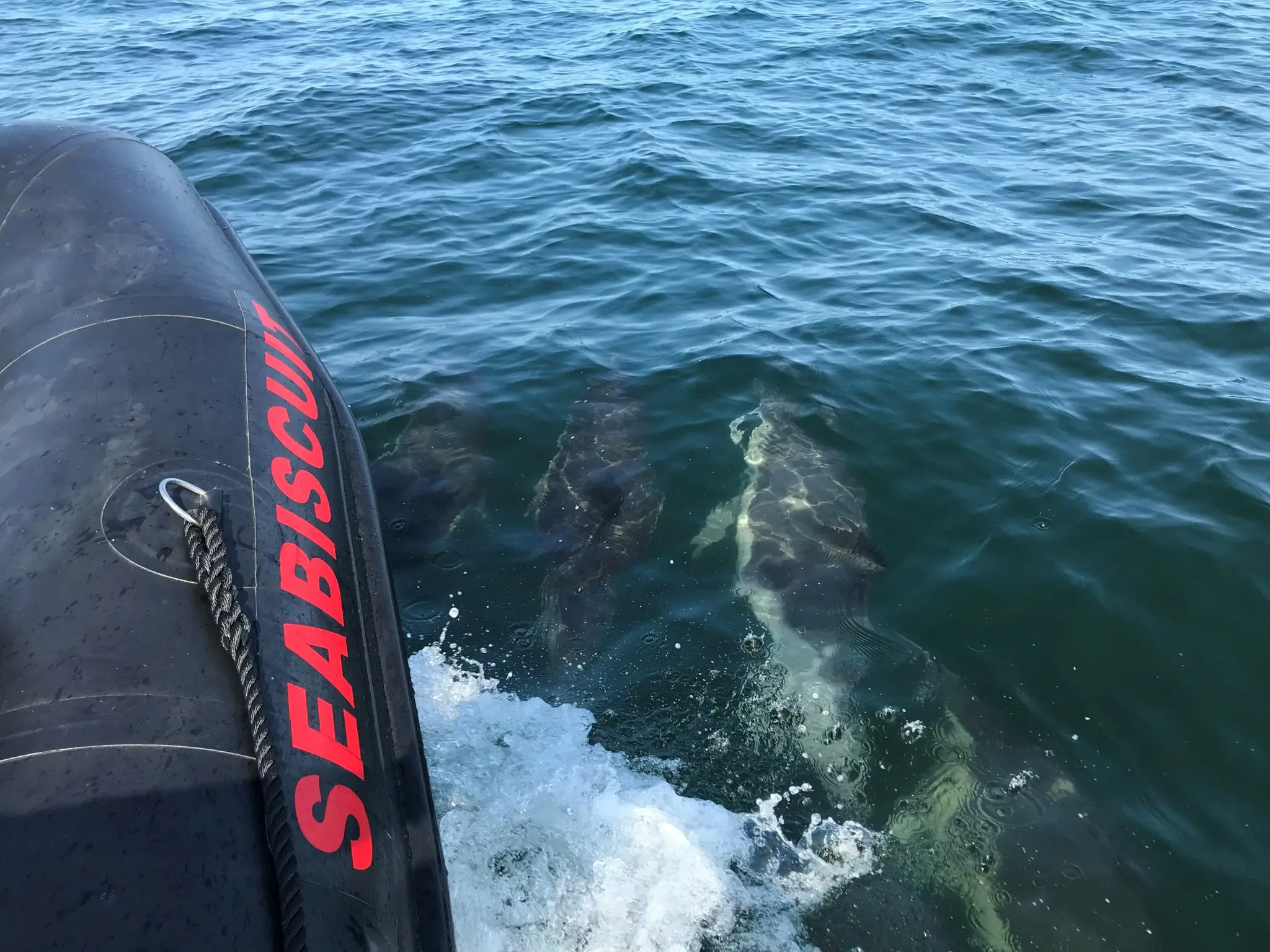 Severnside Sub-Aqua Club (BSAC Bristol SCUBA Branch No. 364)