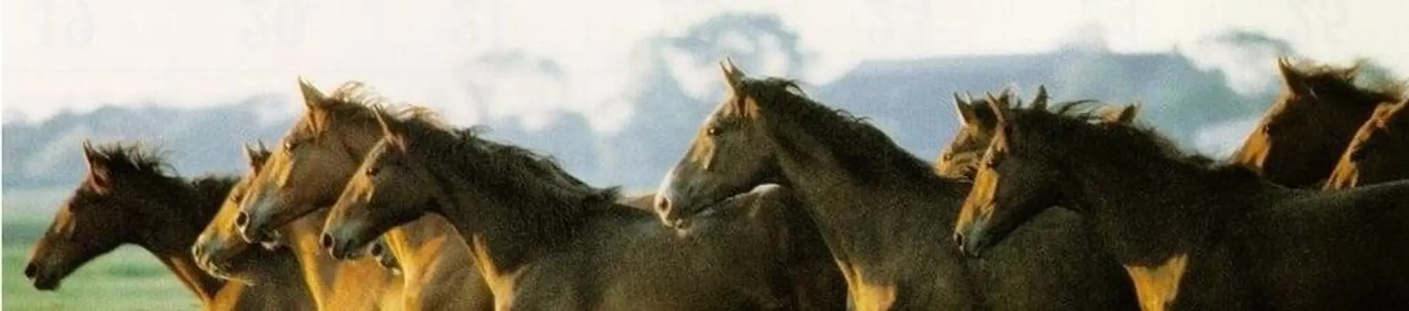 CENTRE EQUESTRE DE LAGRAVADE