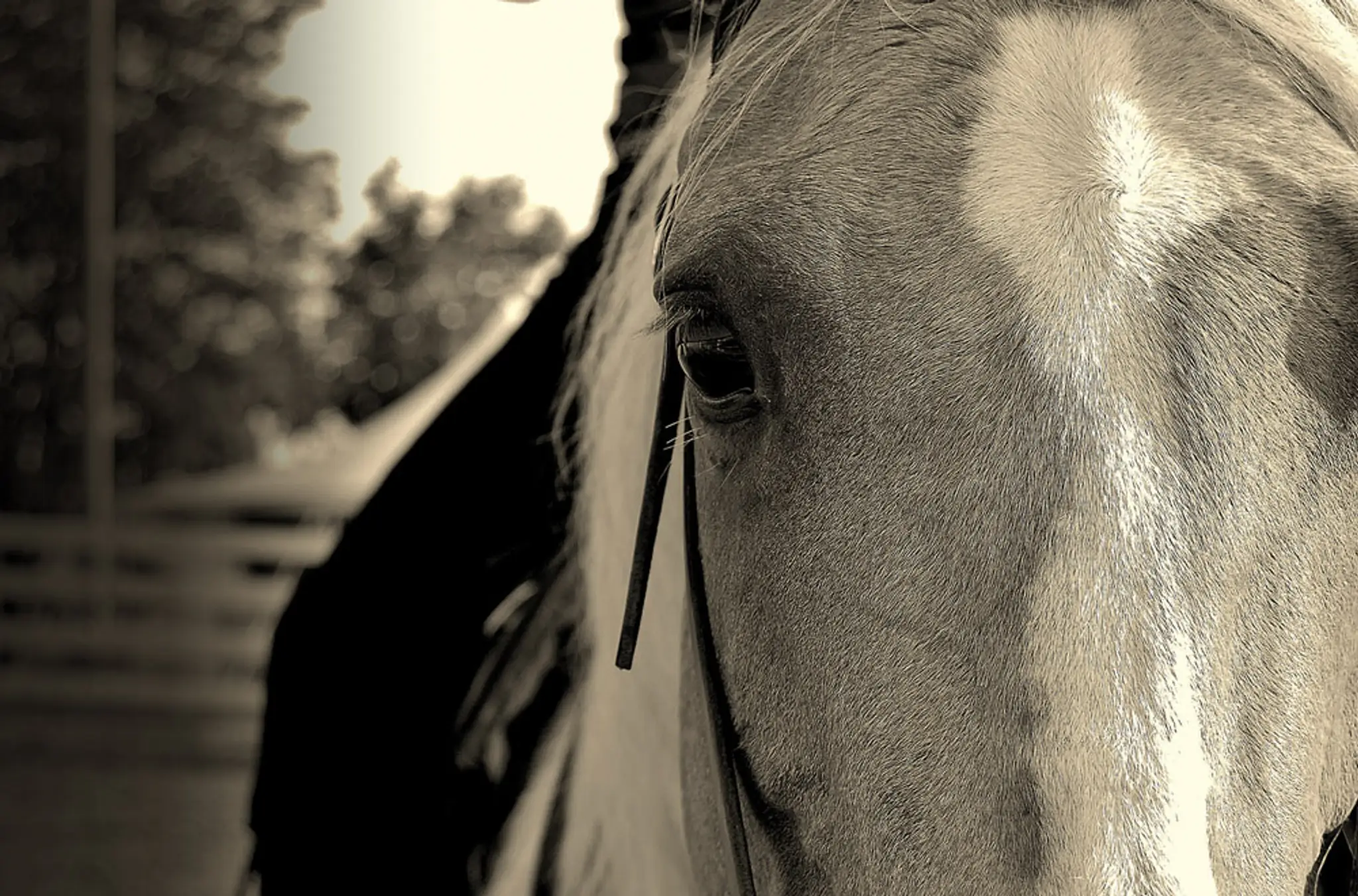 Quarter Valley Stable