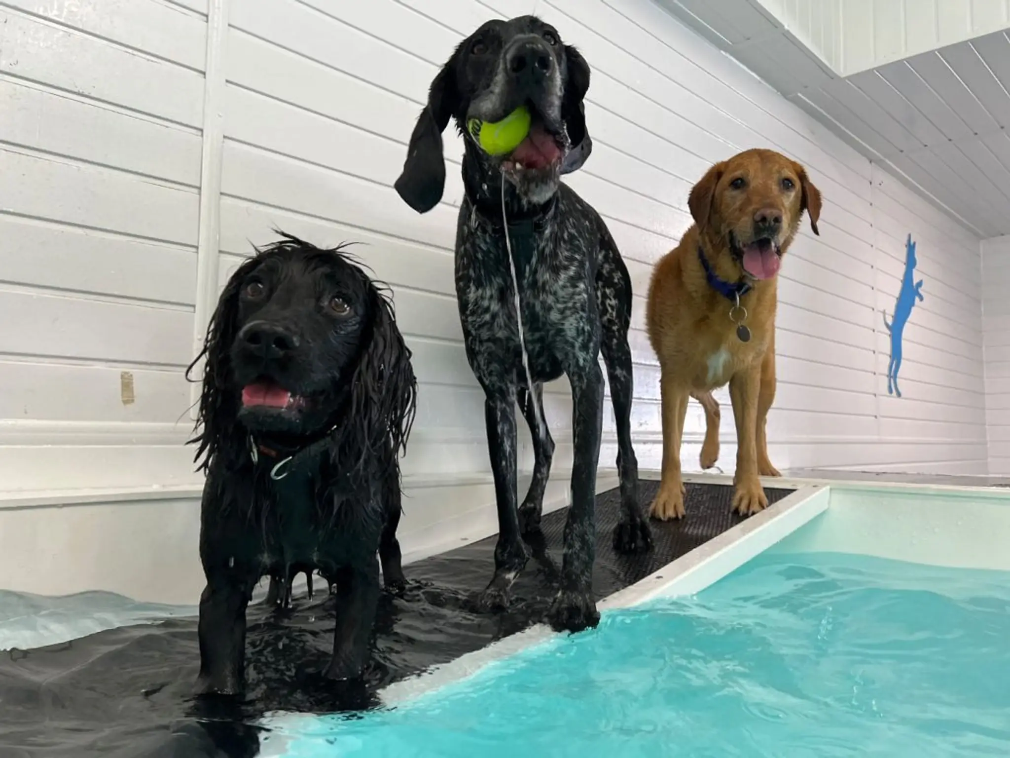 Sedgemoor Doggy Splash