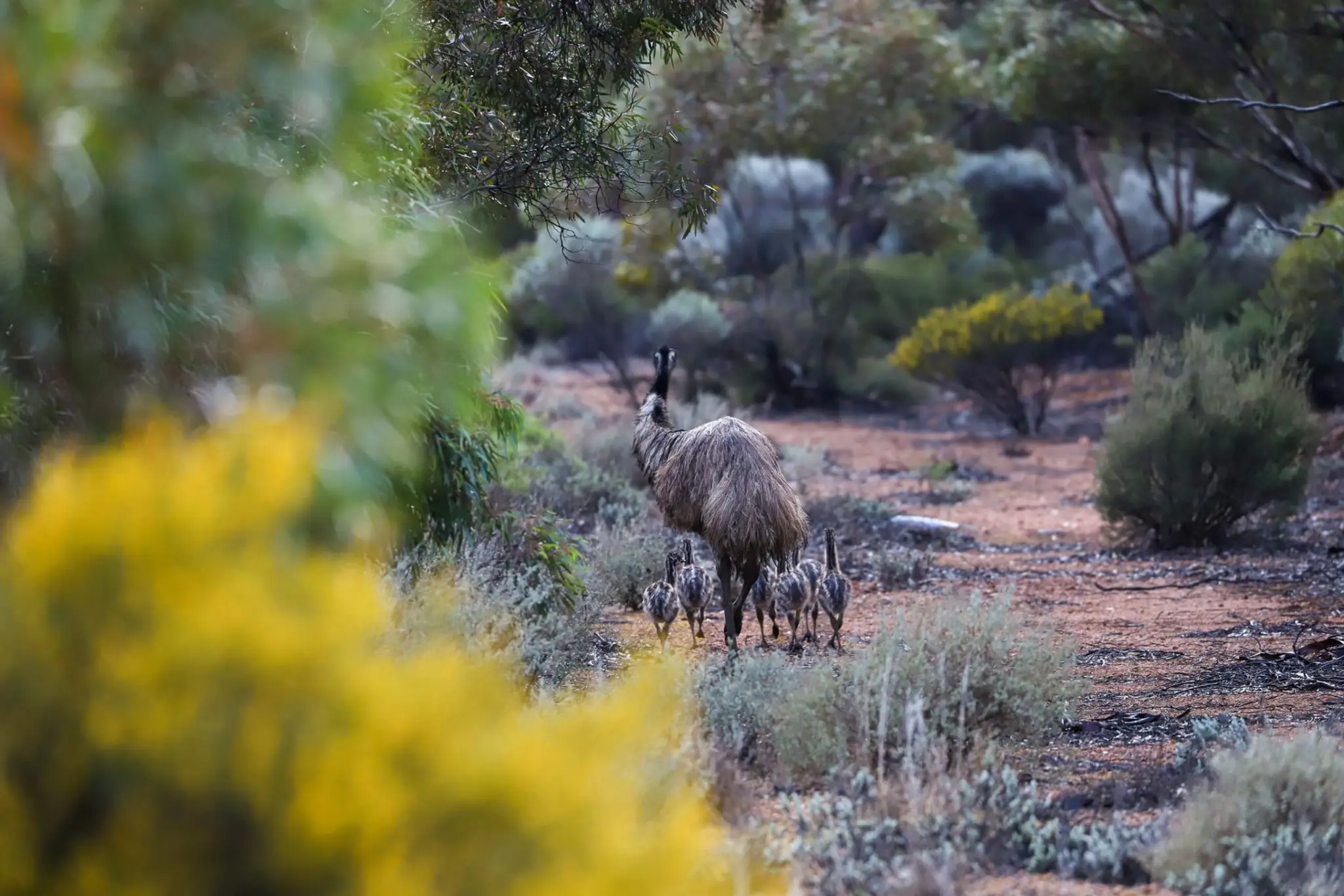Kimba Swimming Centre