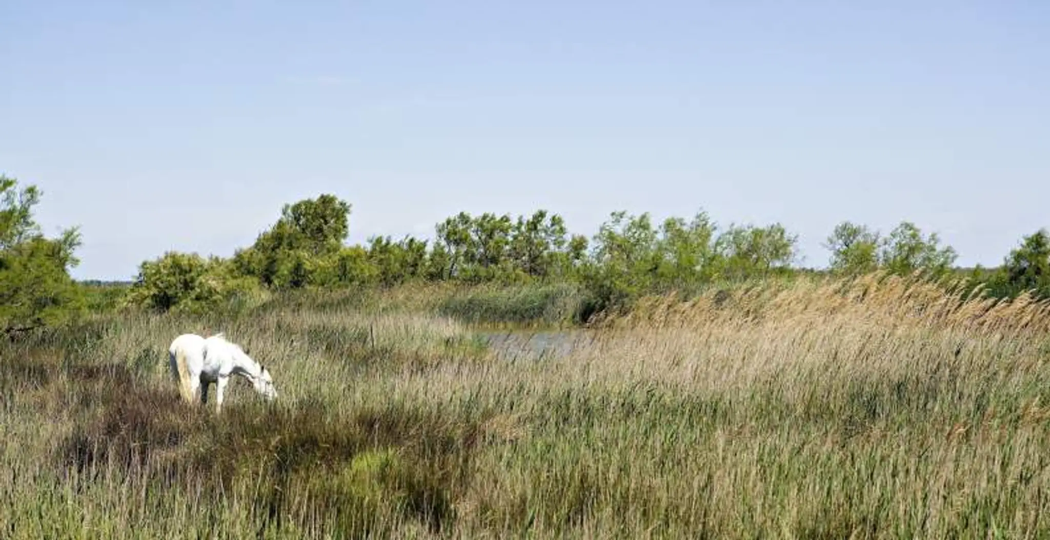 Hotel Les Arnelles - Hotel & Restaurant Camargue