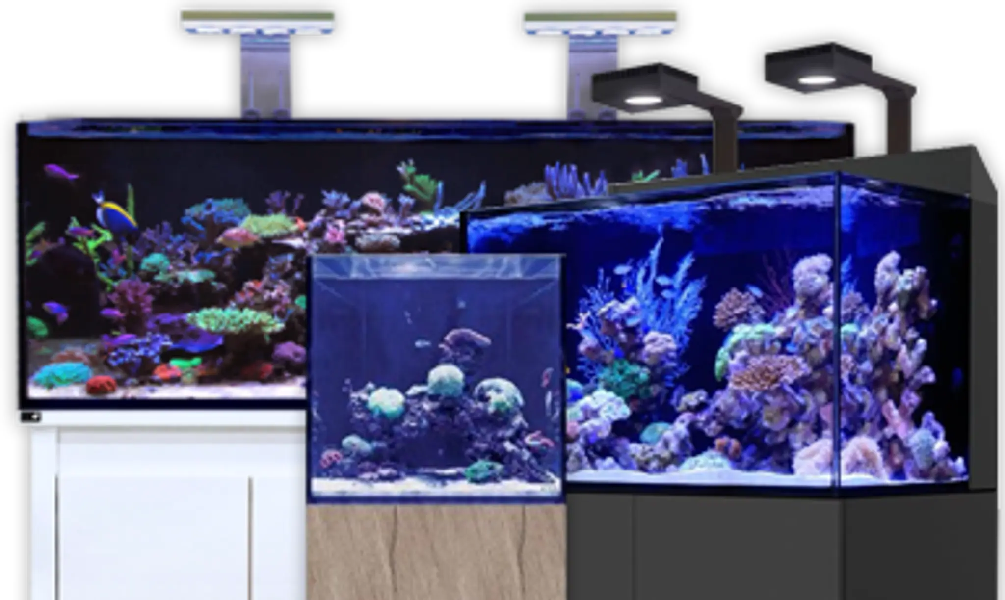 Rock 'N' Critters Marine Aquatics