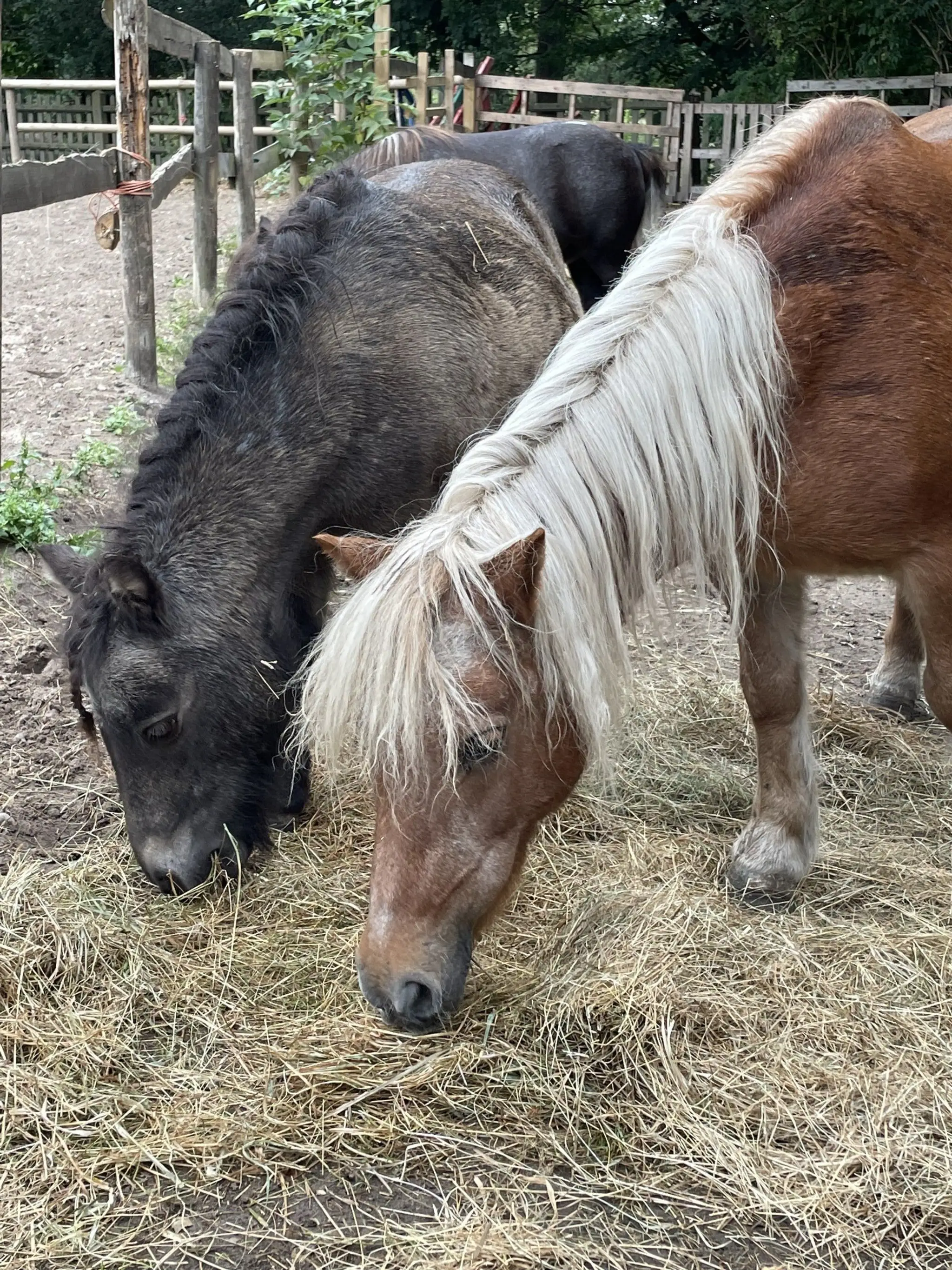 Aldersbrook Riding School
