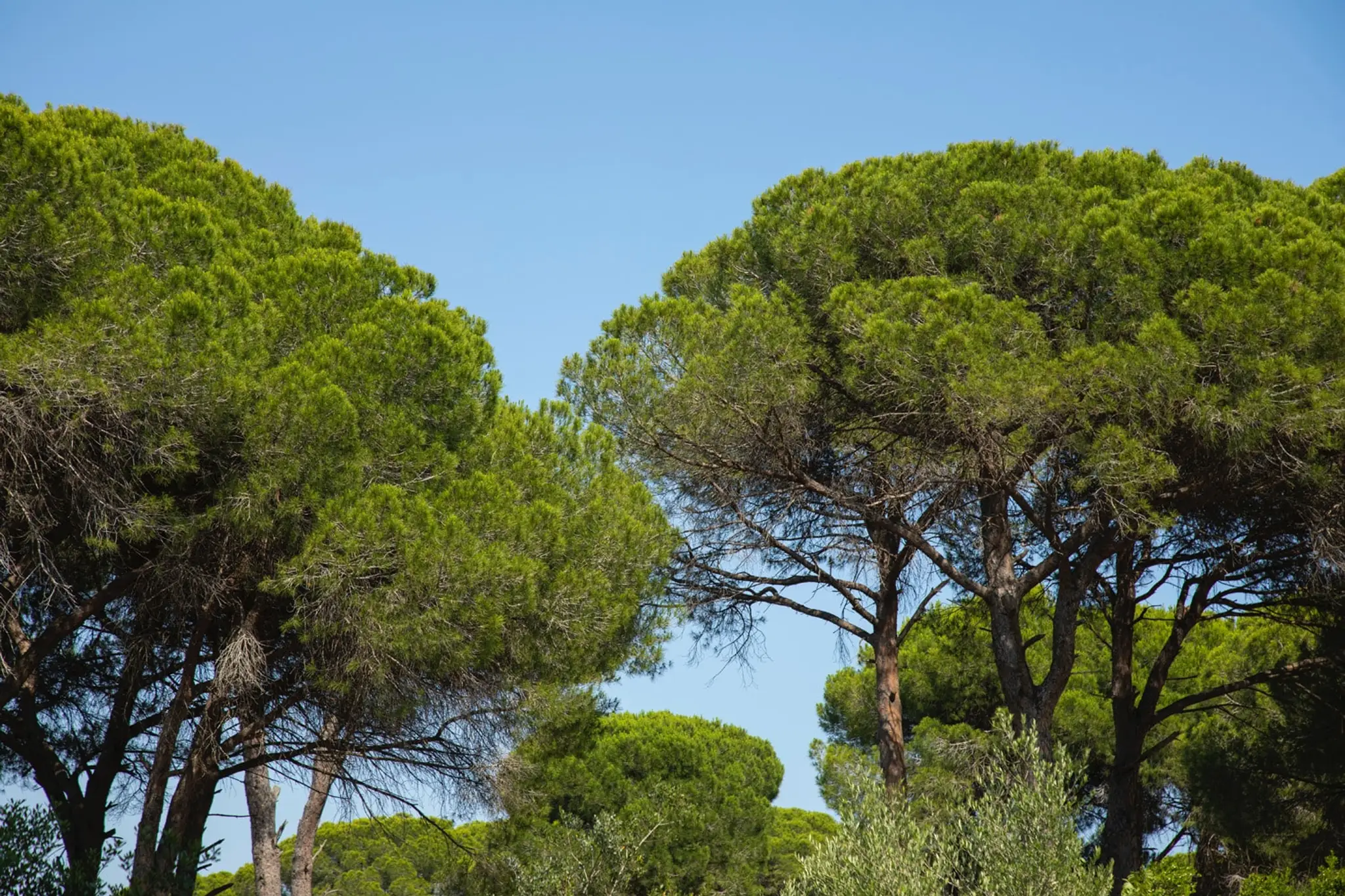 Camping Nature l'Airial Soustons