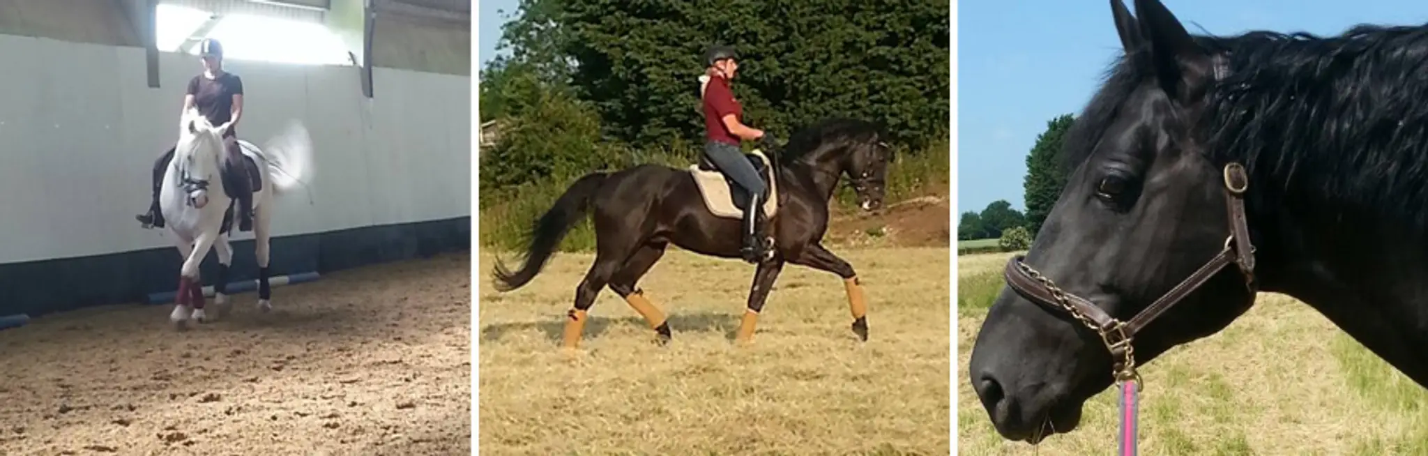 Quendon Dressage & Training Centre