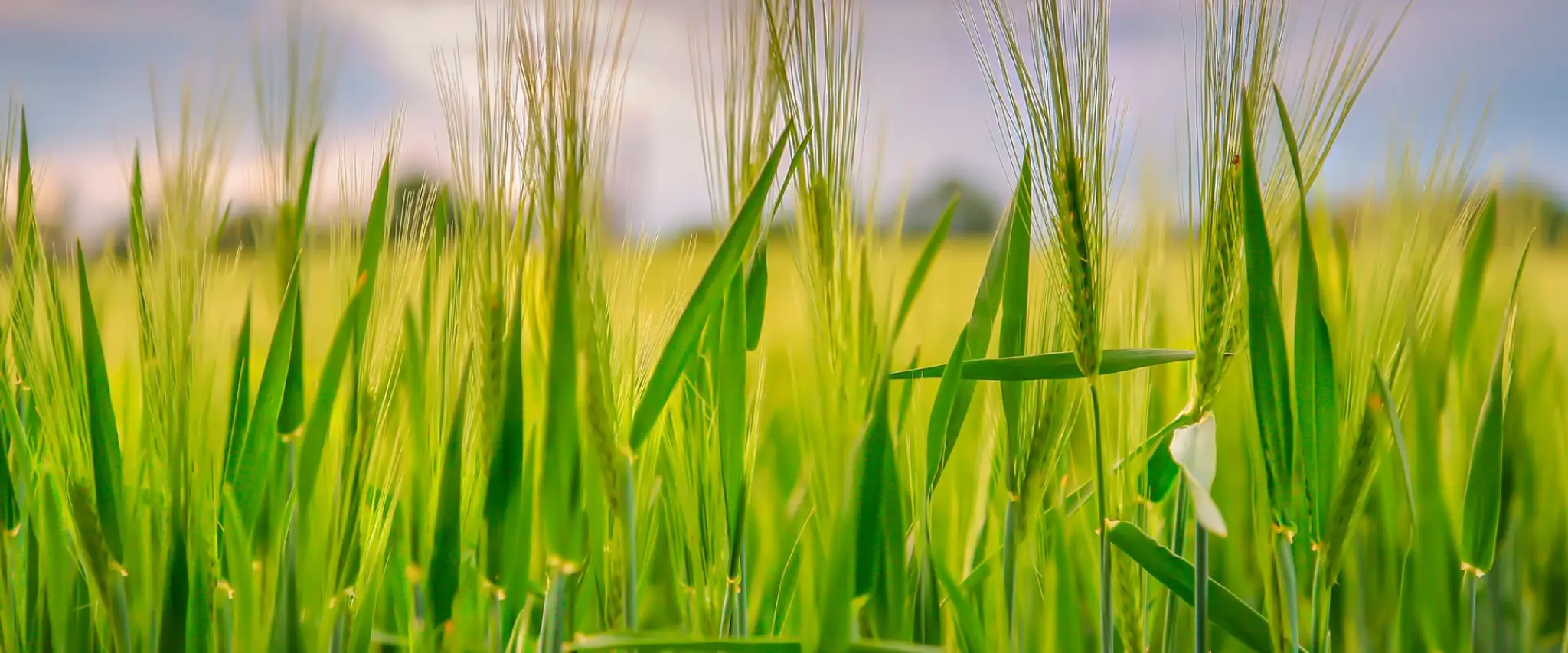 Deloraine Winchester Swimming Pool