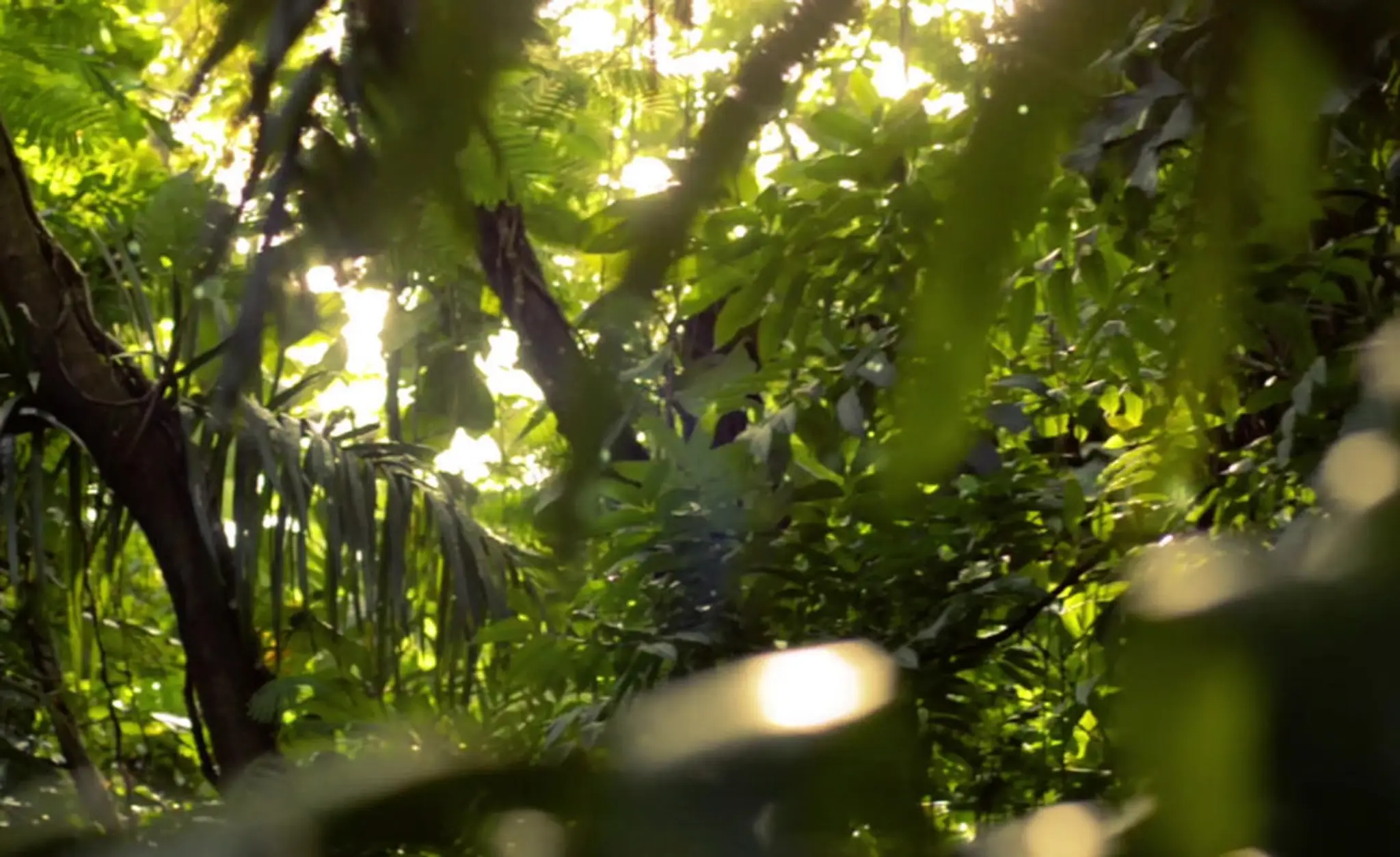 Abundant Peace Aikido & Tai Chi School