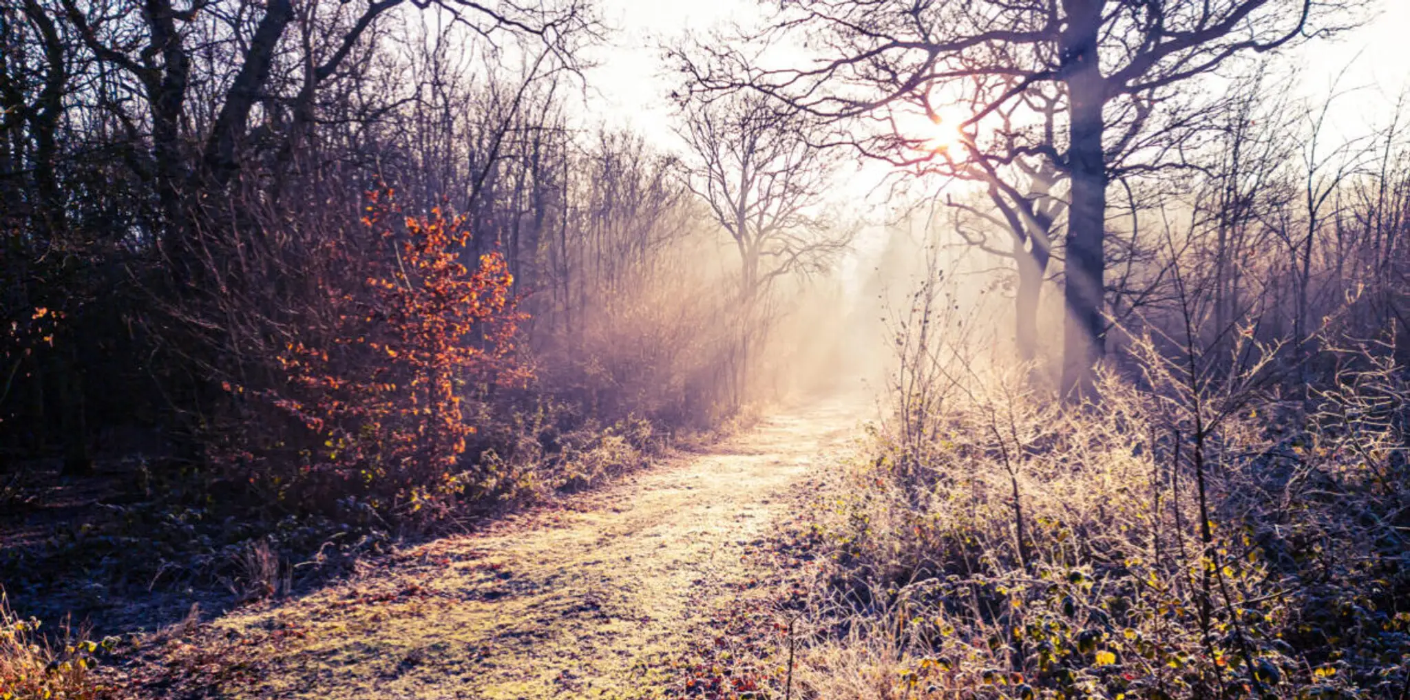 Bridge Wood Field Archery Club