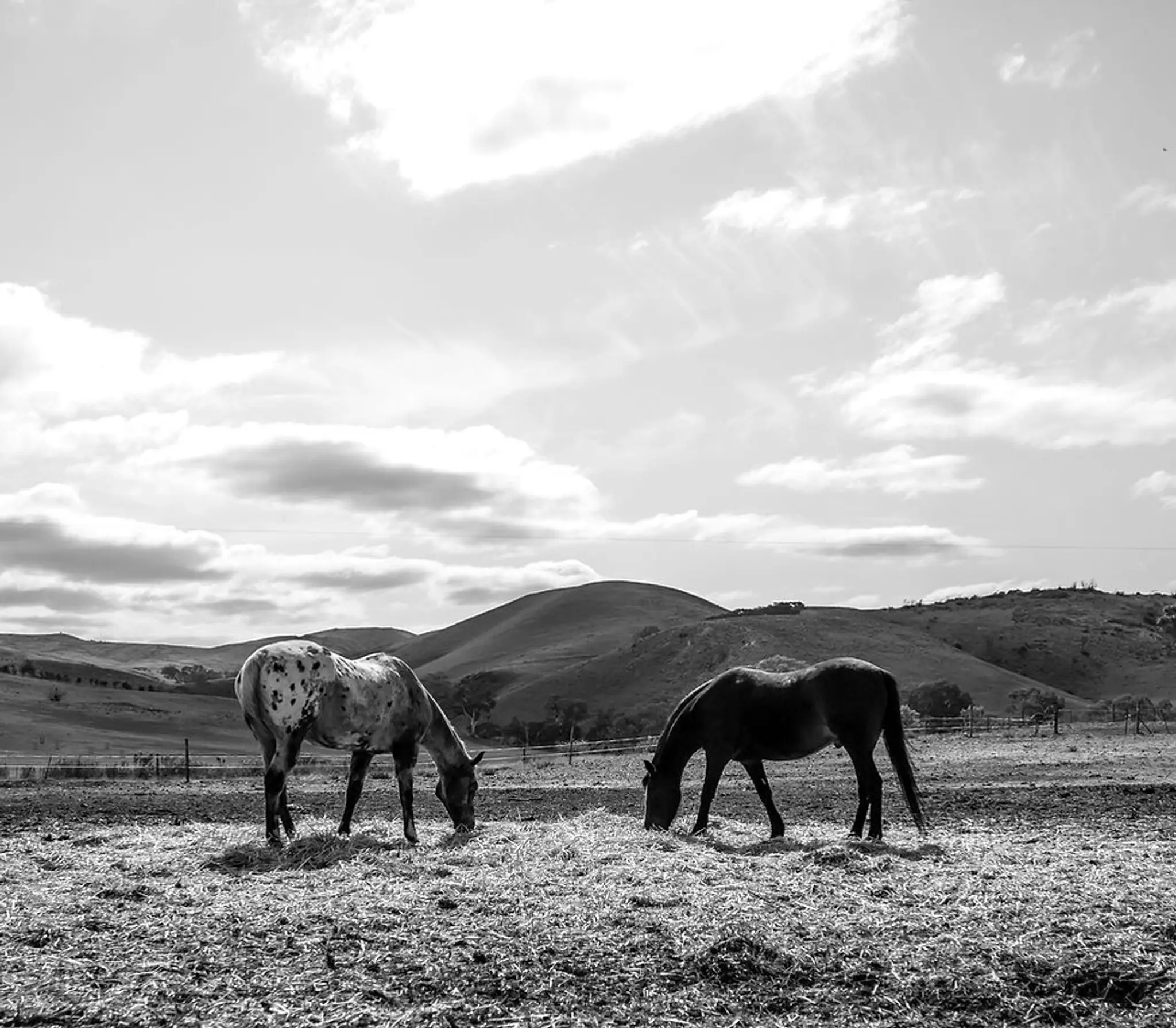 RUSTYS RIDING RETREAT