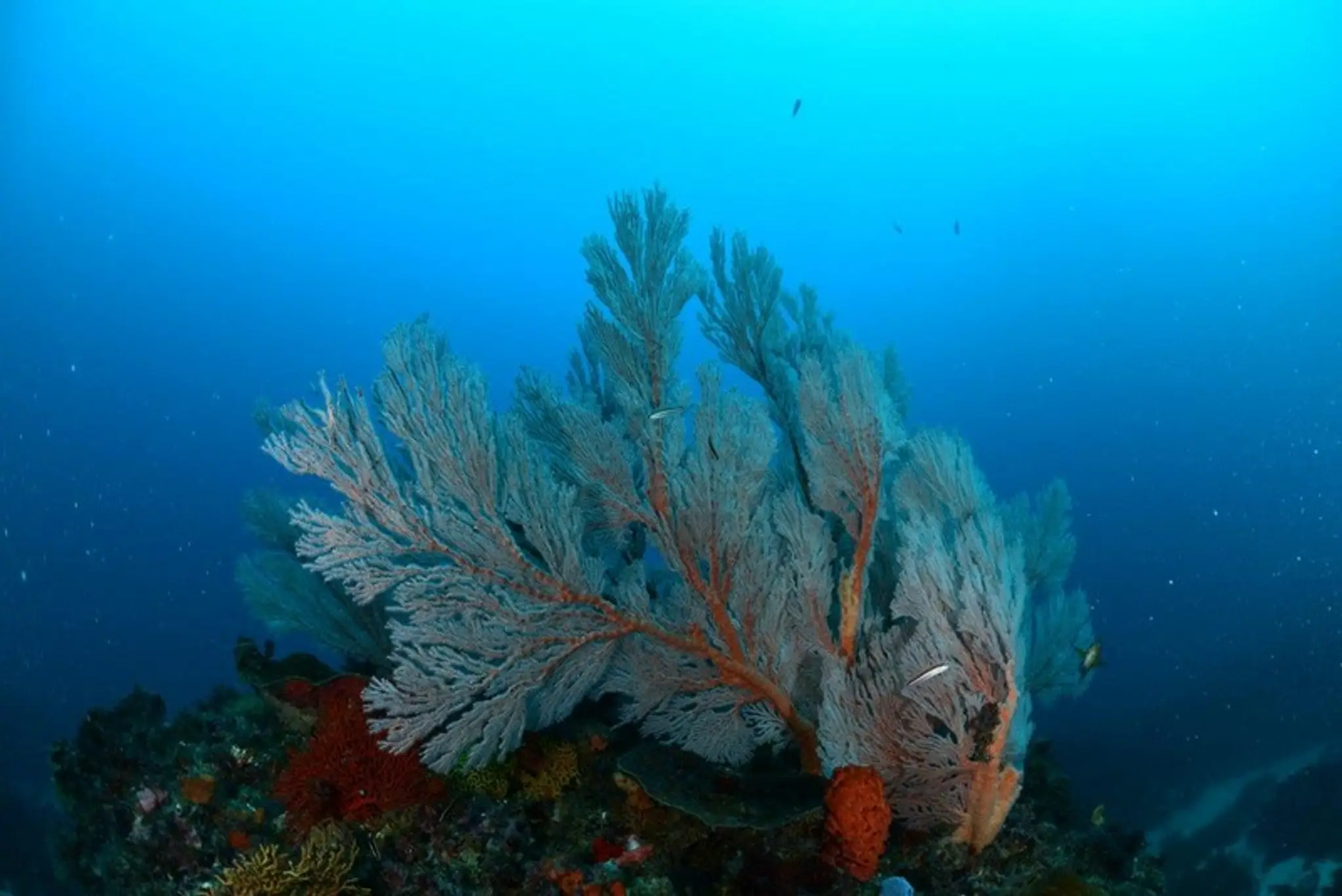 Image Dive and Charters