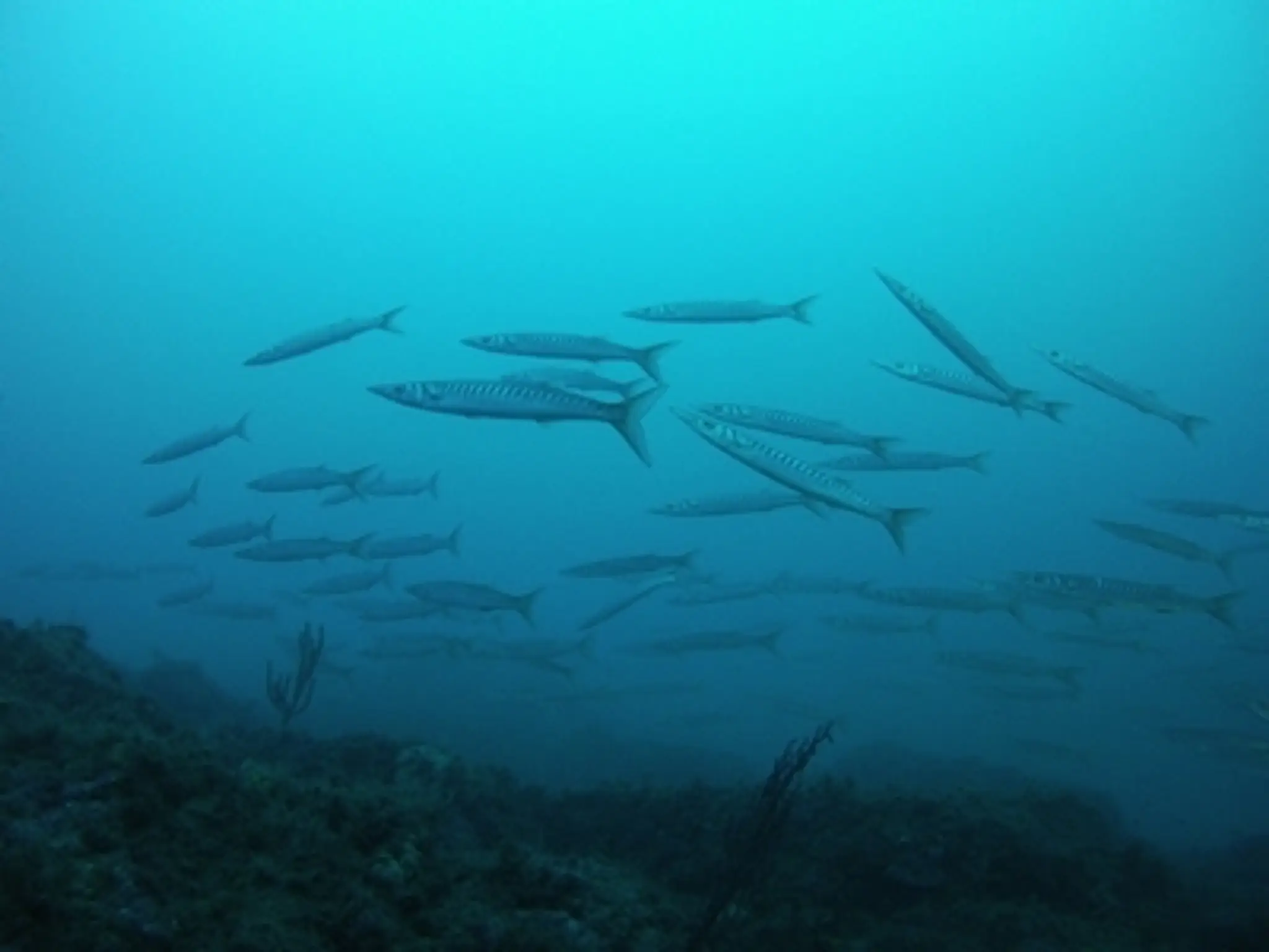 Alpha Sub - Club et cours de plongée - ANTIBES CANNES