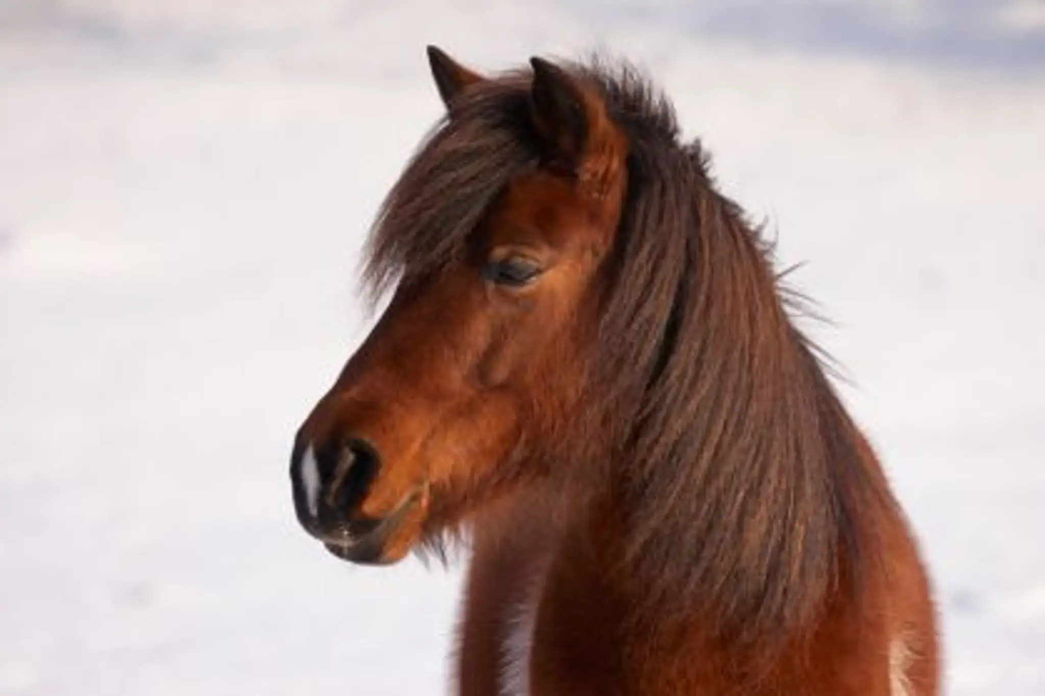 Jazdecká škola Ľubietová