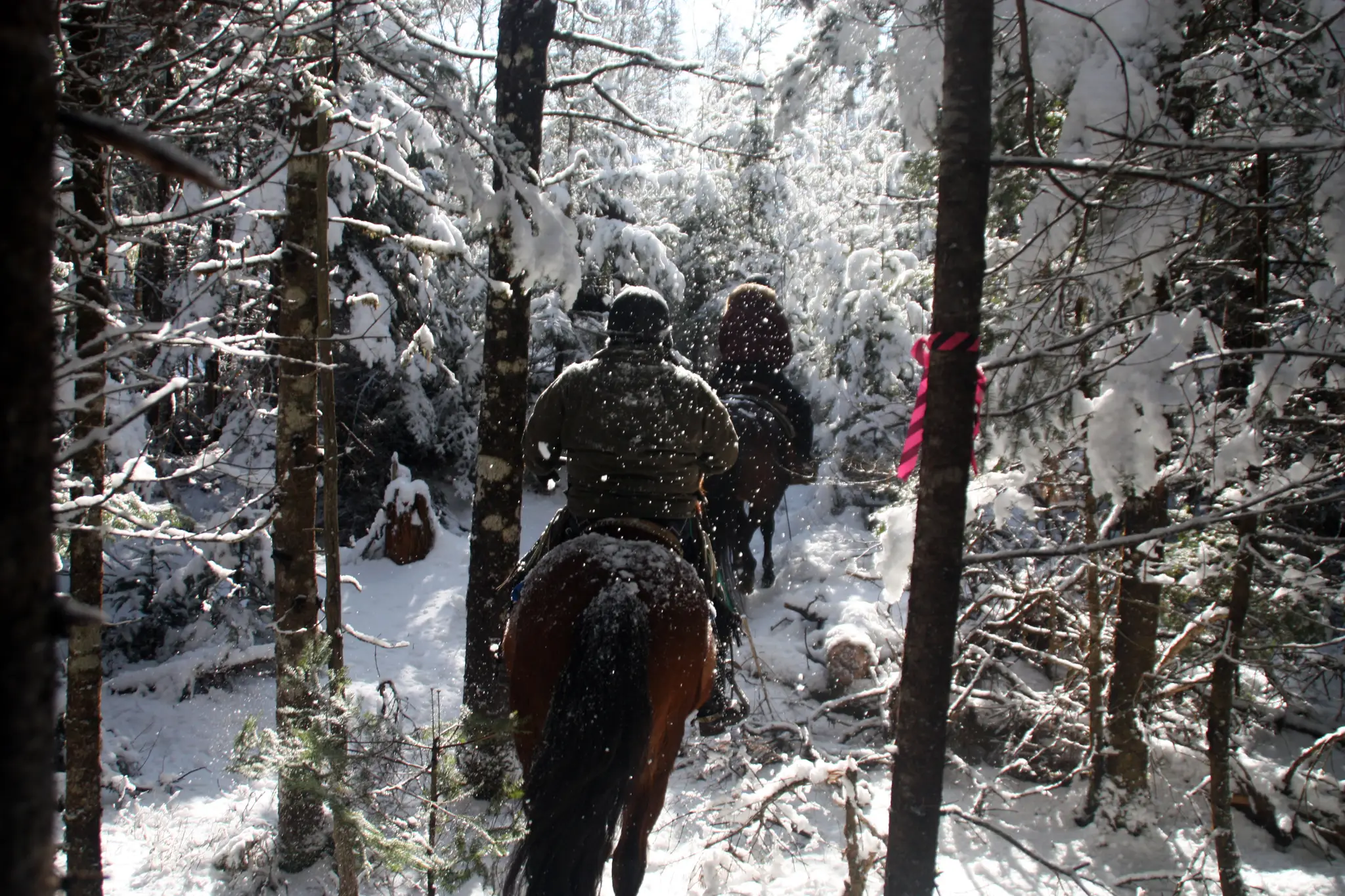 Evangeline Trail Rides