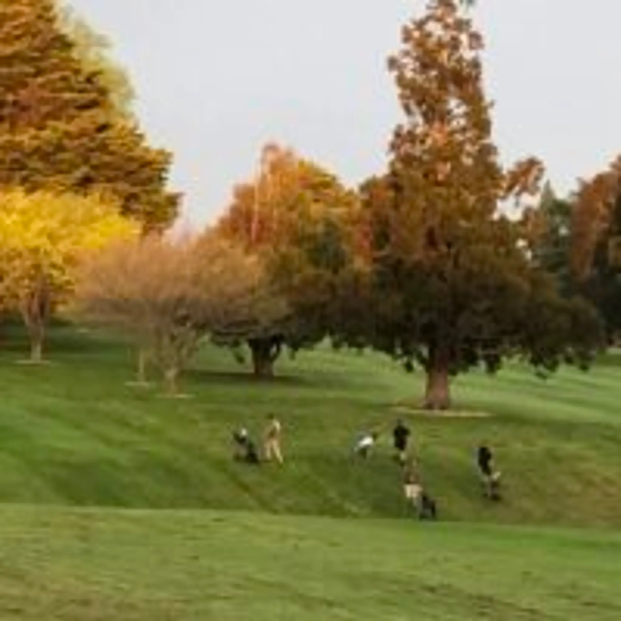 Morrinsville Golf Club Inc