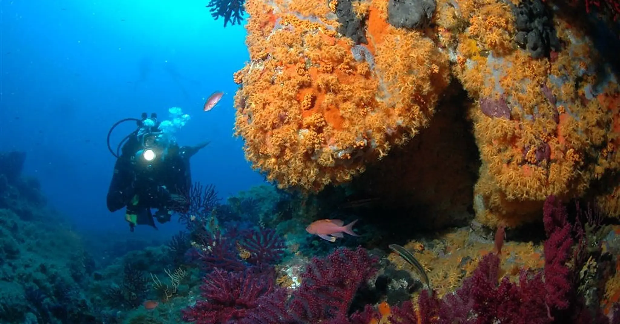 Diving Club de Cannes