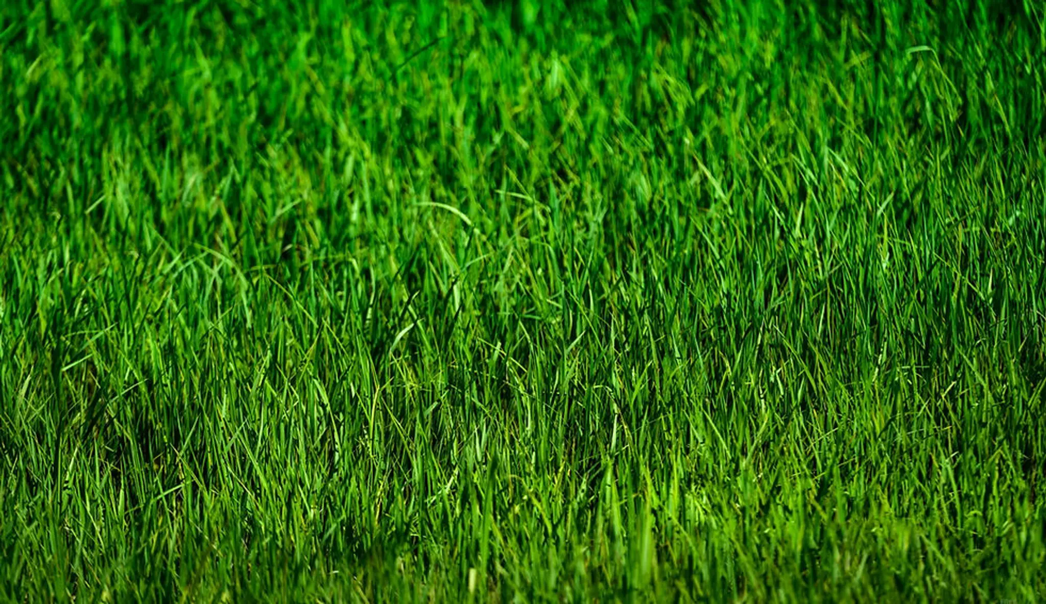 Waterside Karori Assocation Football Club