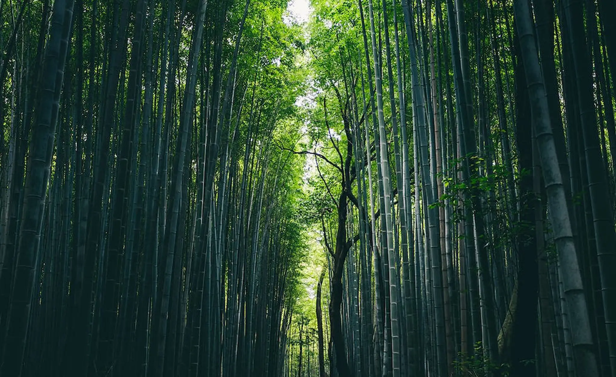 Bujinkan Central Ninjutsu