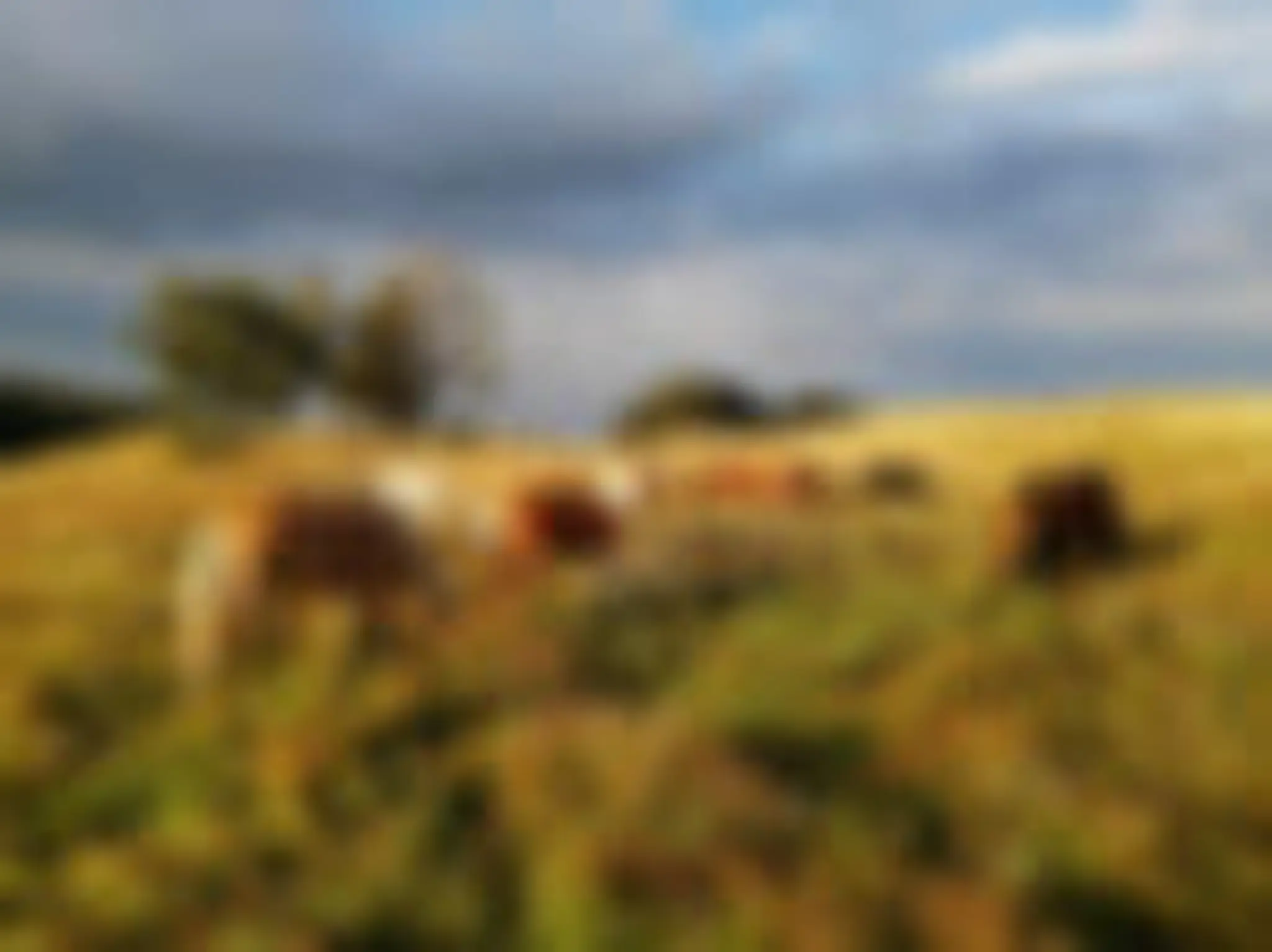 Equi-Terre Domaine Equestre De Berthaire