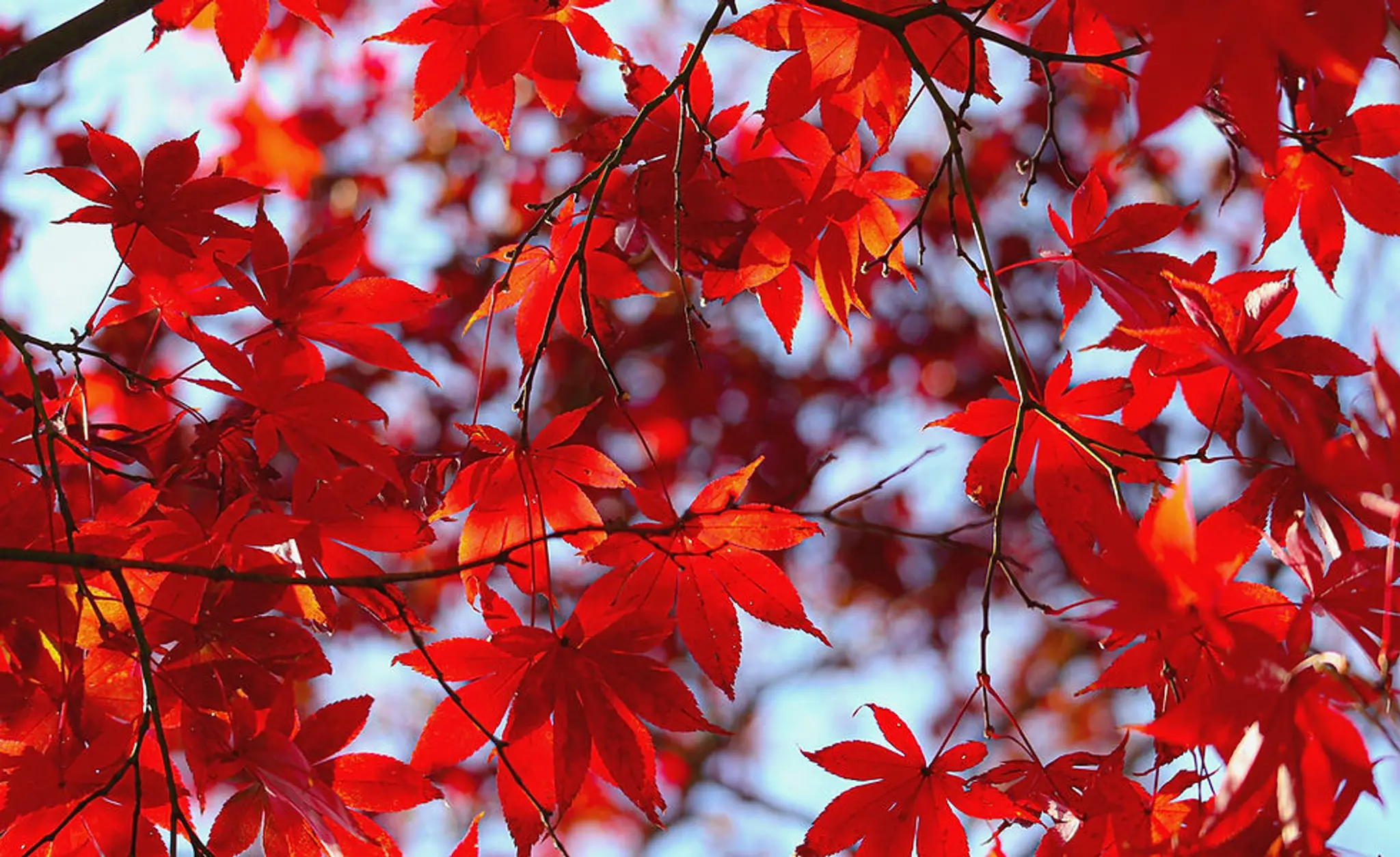 Speedwell Just-Mage - Yoga Japonais