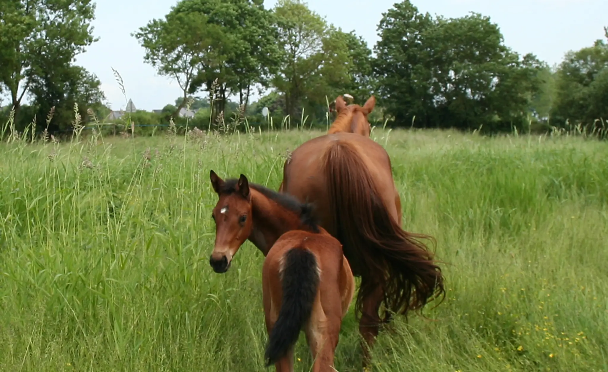 Stables Du Val De Loire