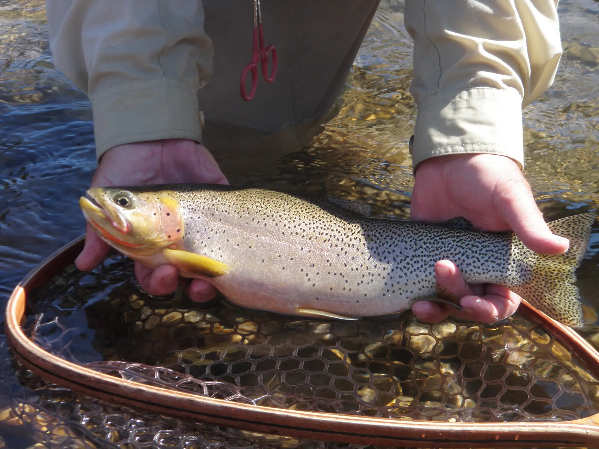 Ultimate West Flyfishing