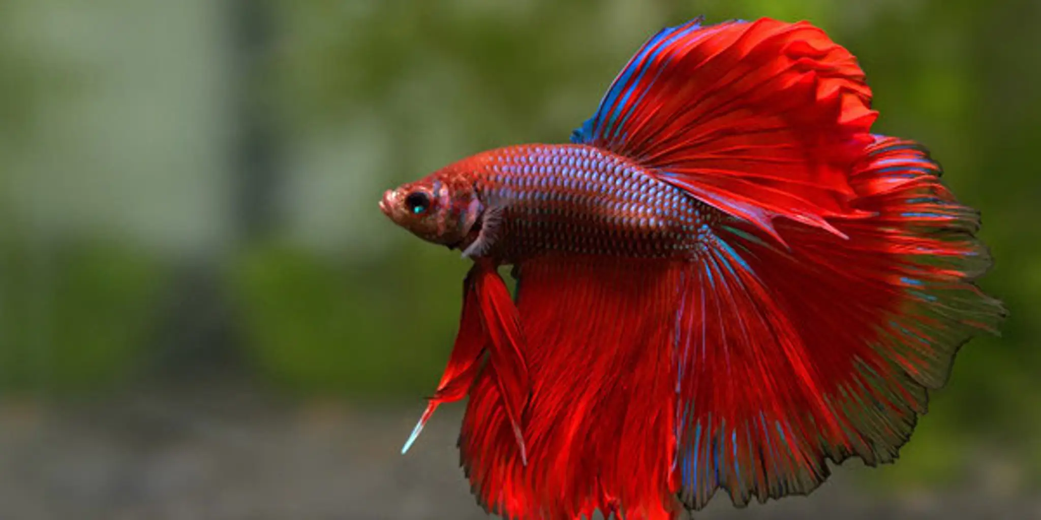 Aquatics to Your Door