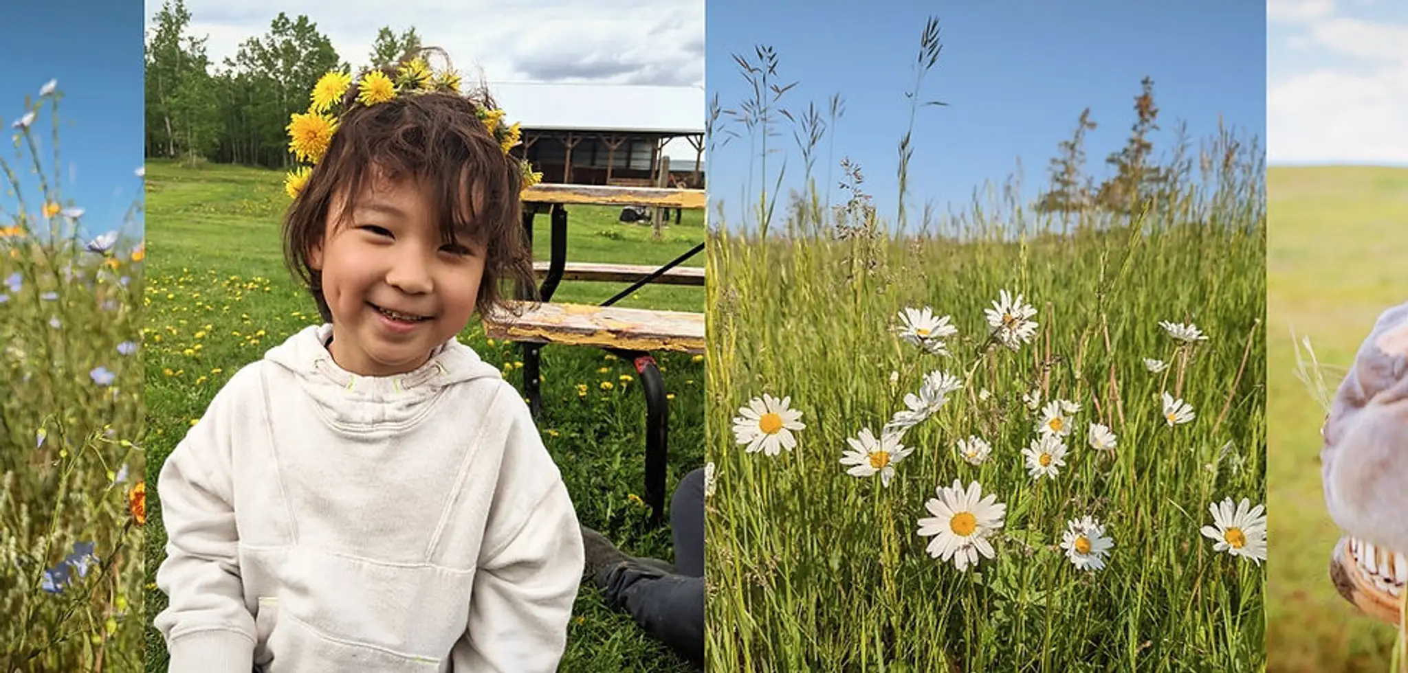Wildflower Community Farm