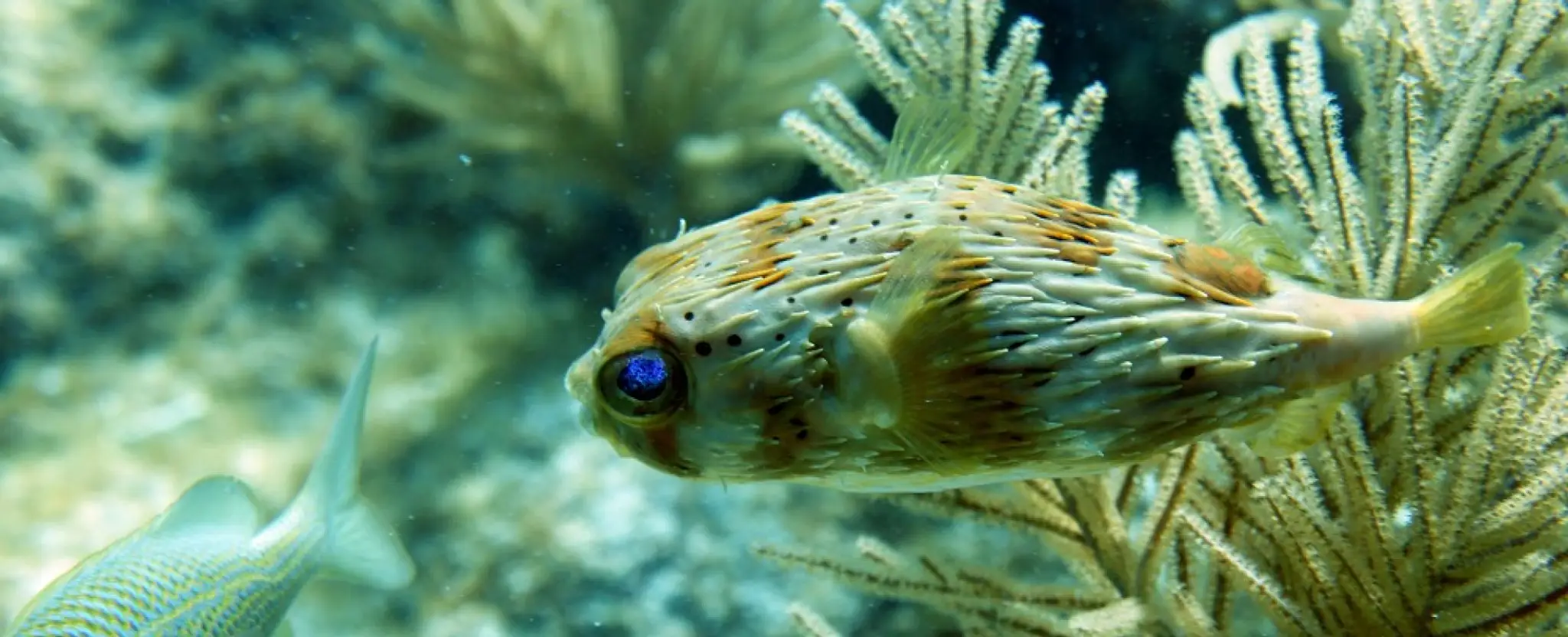 Club de Plongée de Thionville