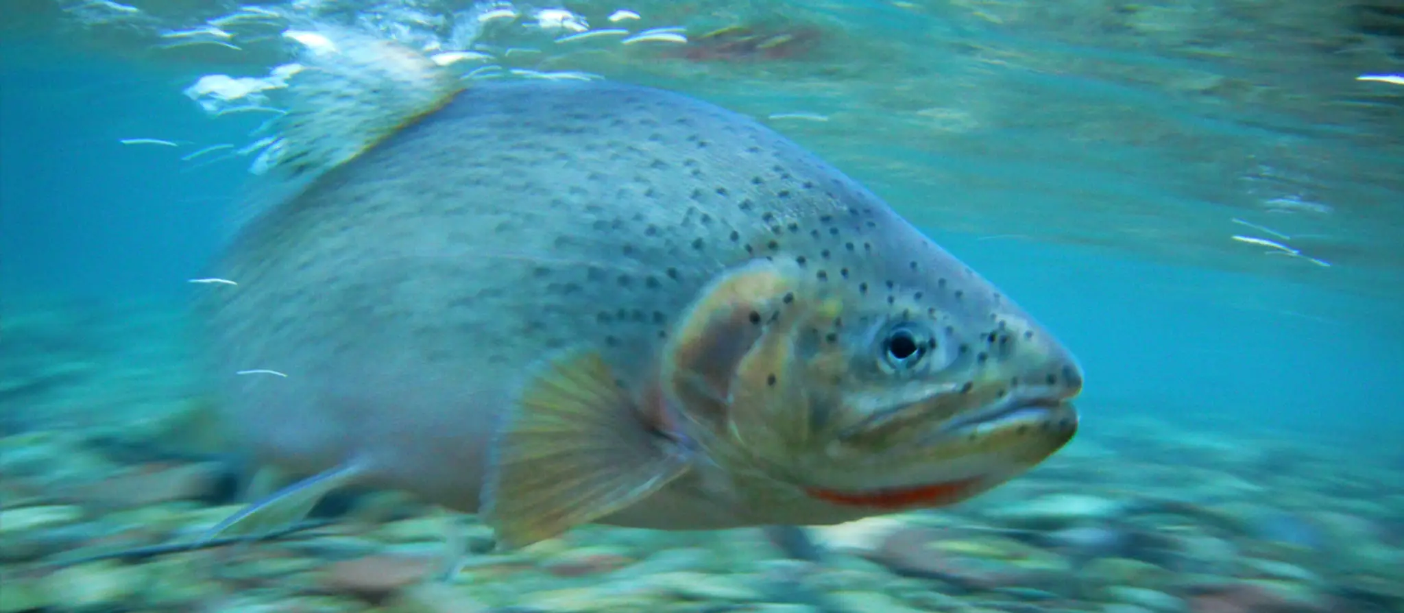 Alberta Fly Fishing Adventures