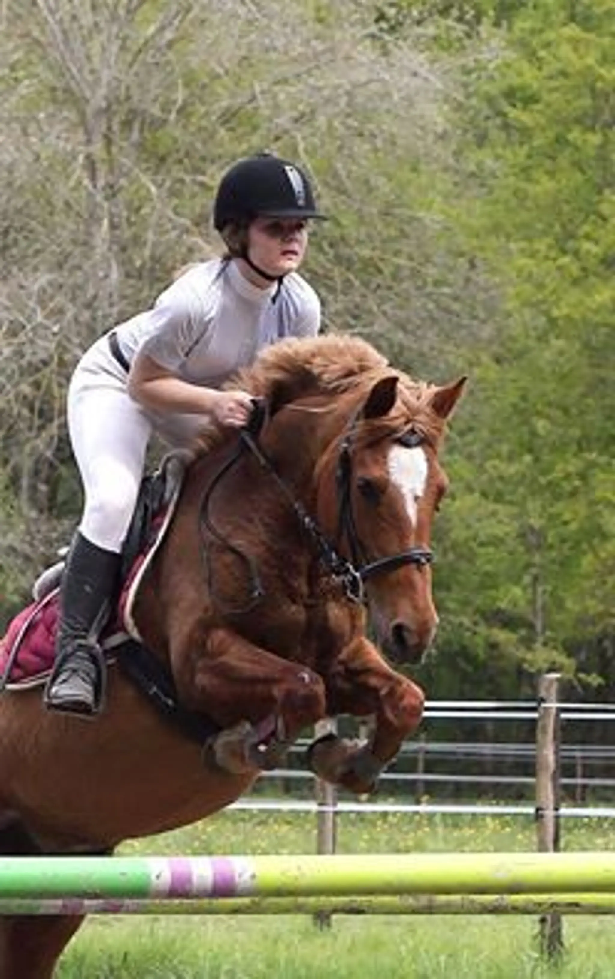 Livestock Des Blanchins