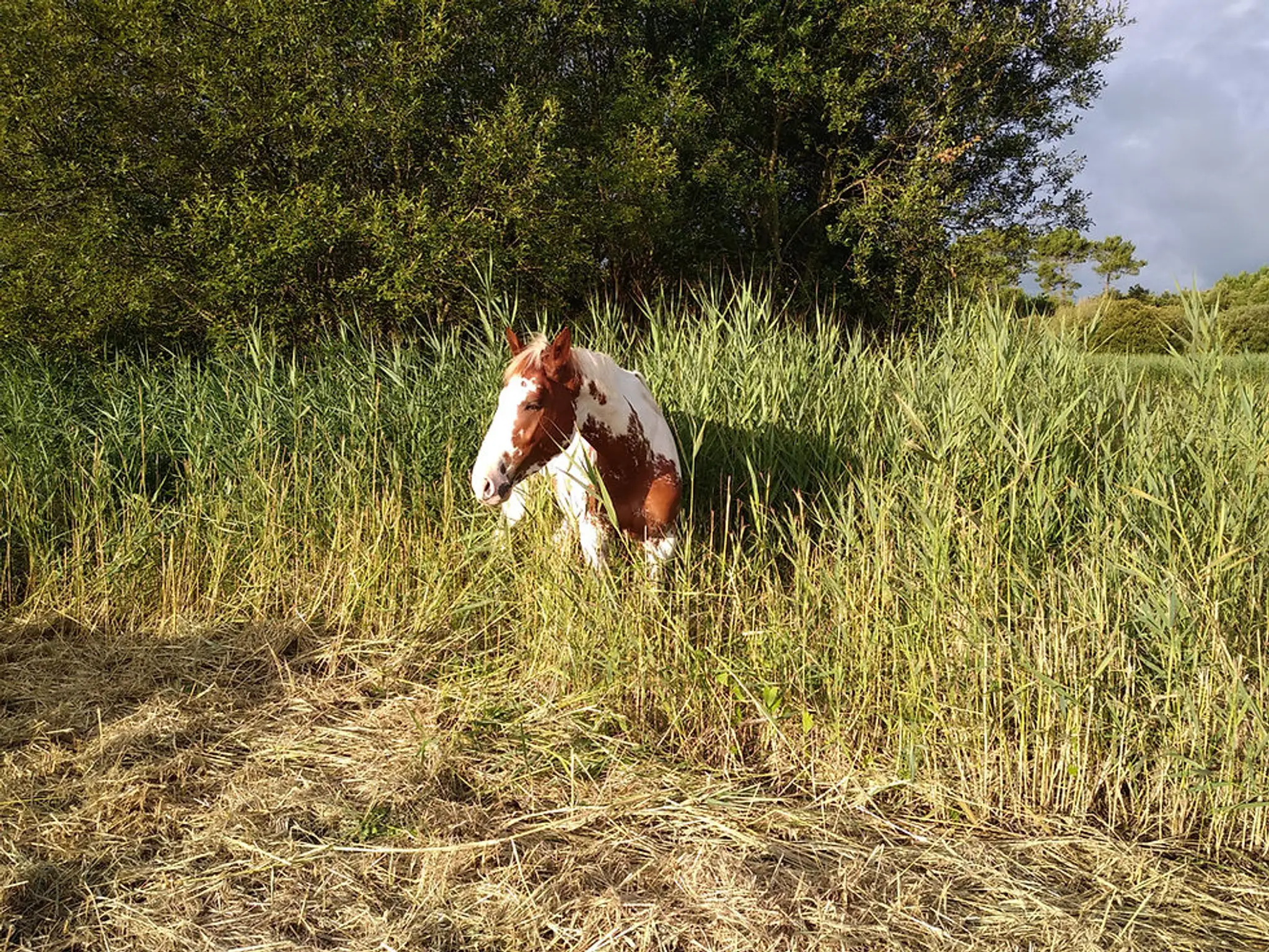 Space Equestrian Du Marais De Bréjat