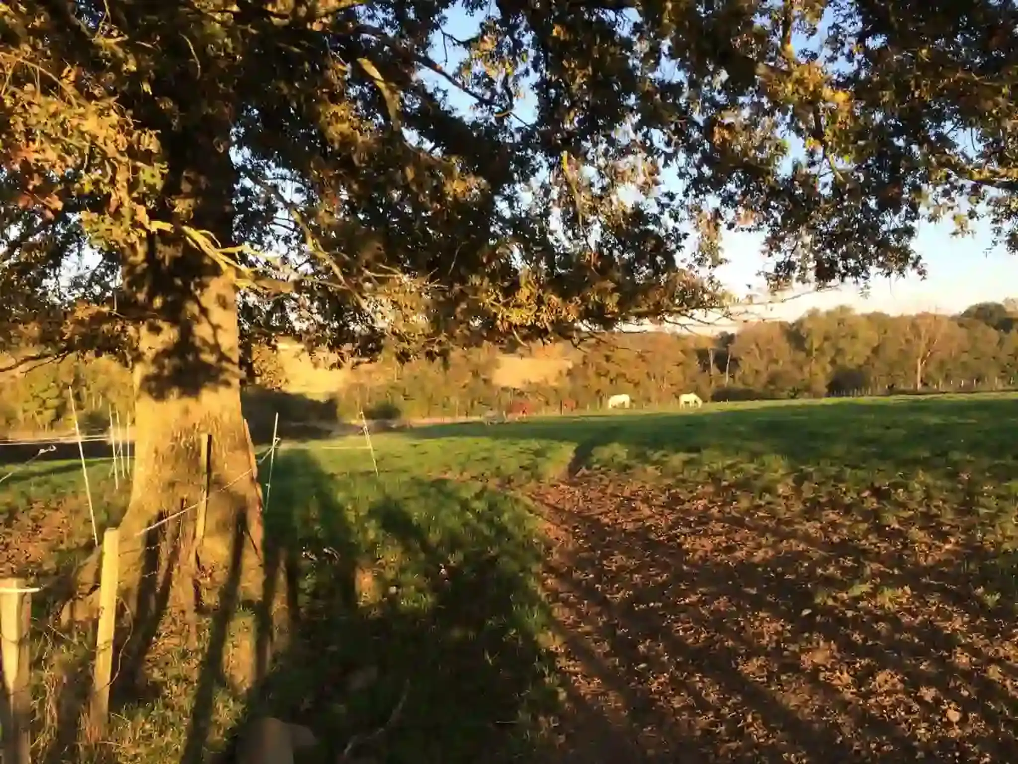 Centre Équestre Bresse-Cheval