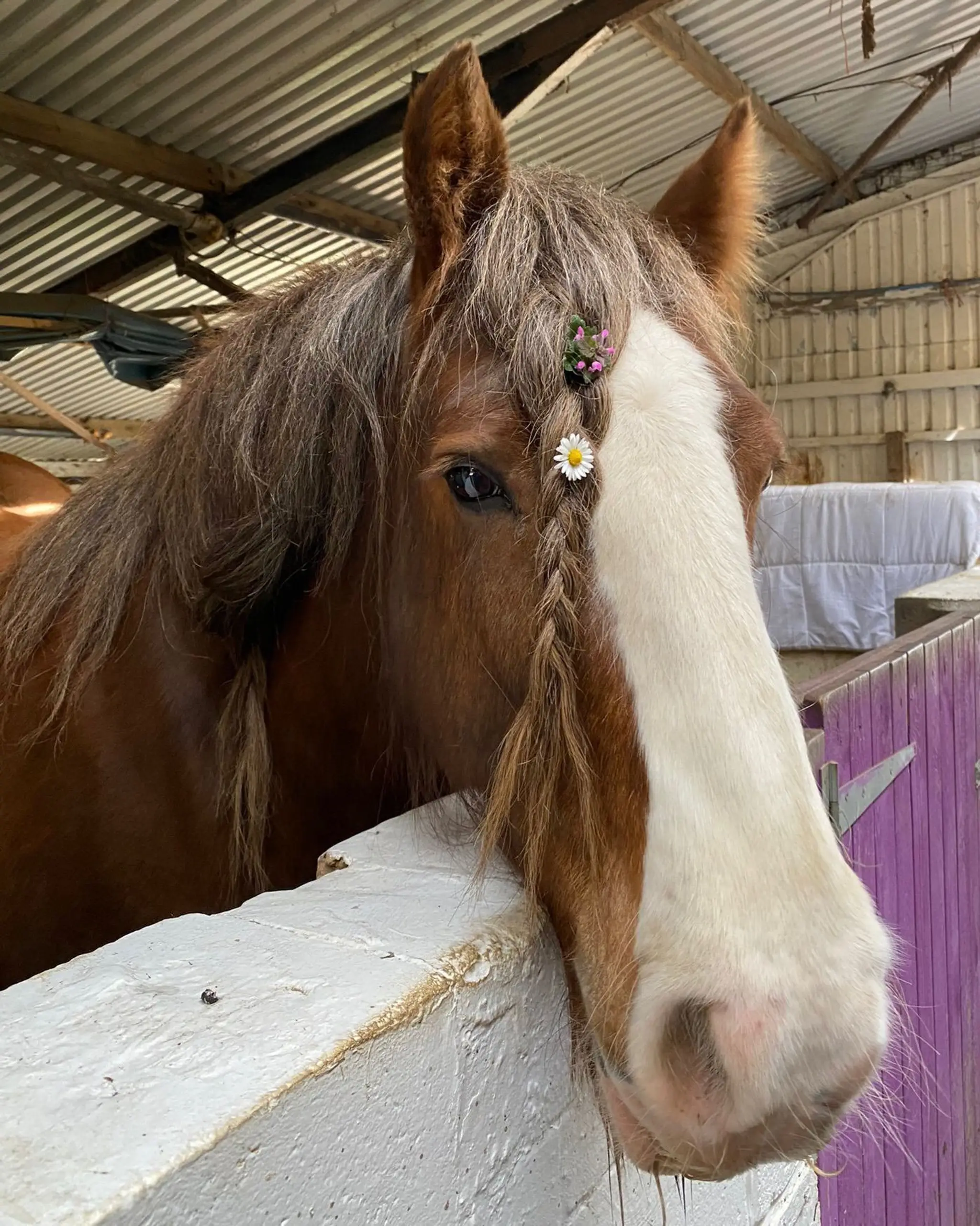 Holistic Horse & Pony Centre