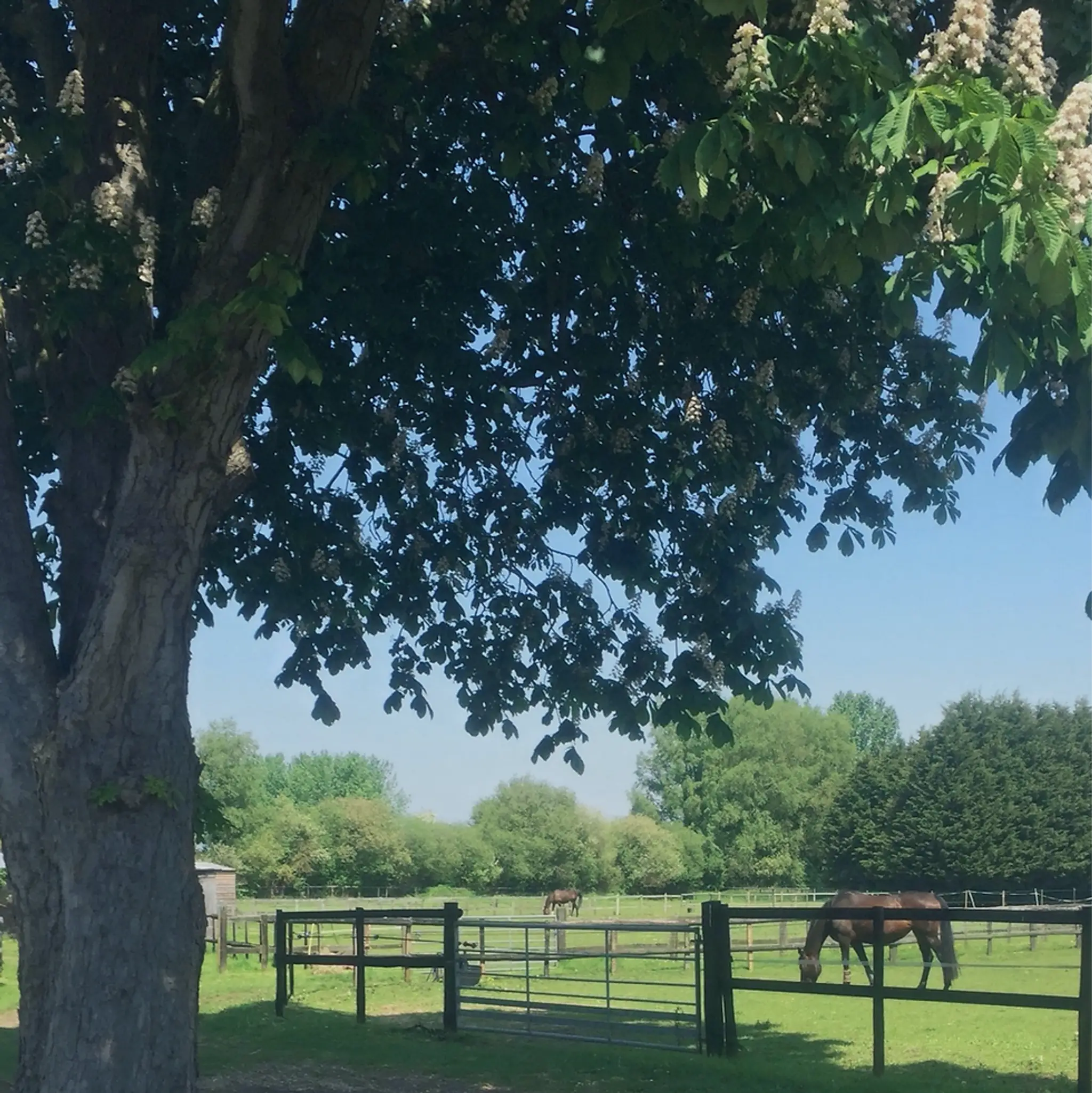 Harlequin Farm Stables