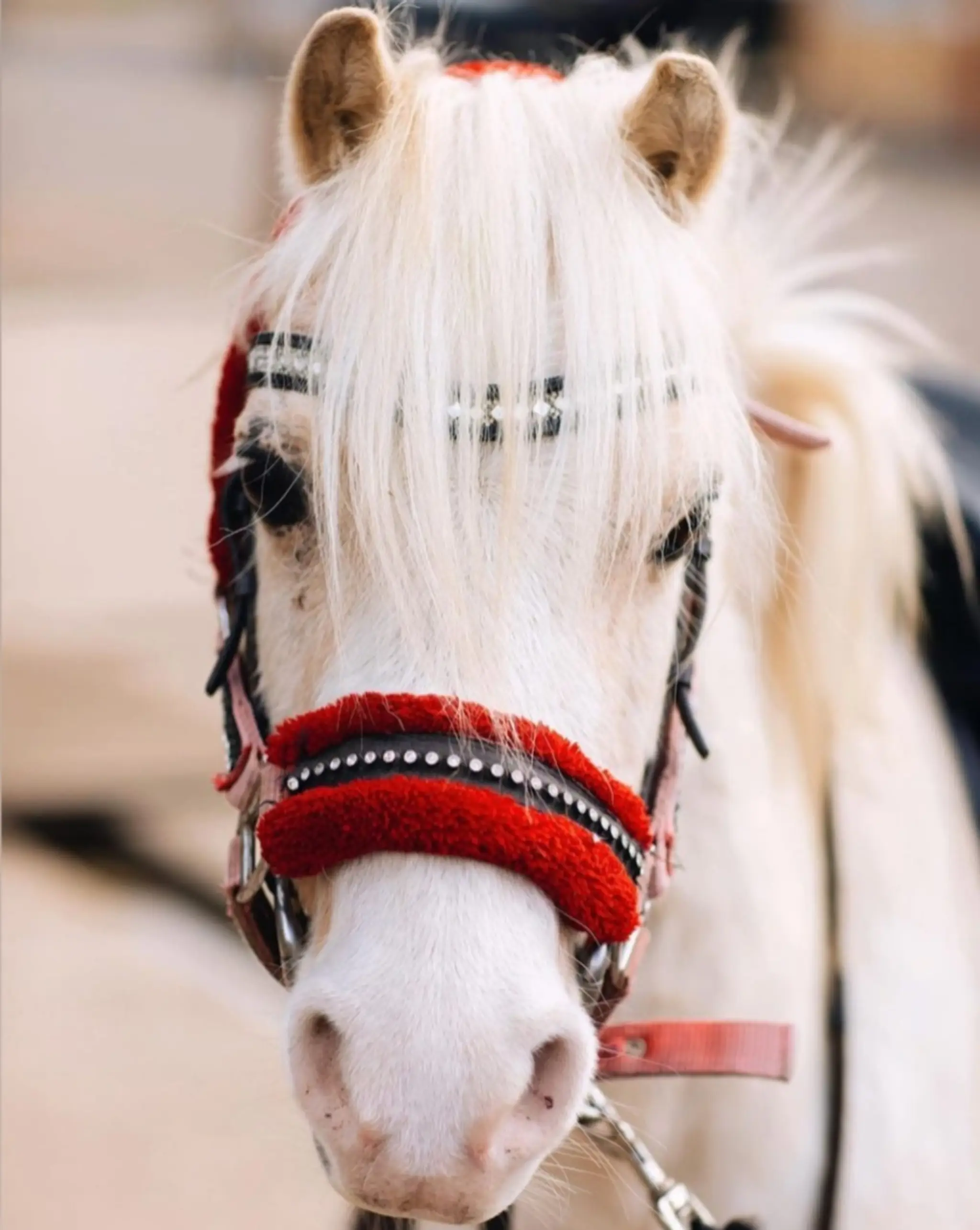 Kingston Riding Centre