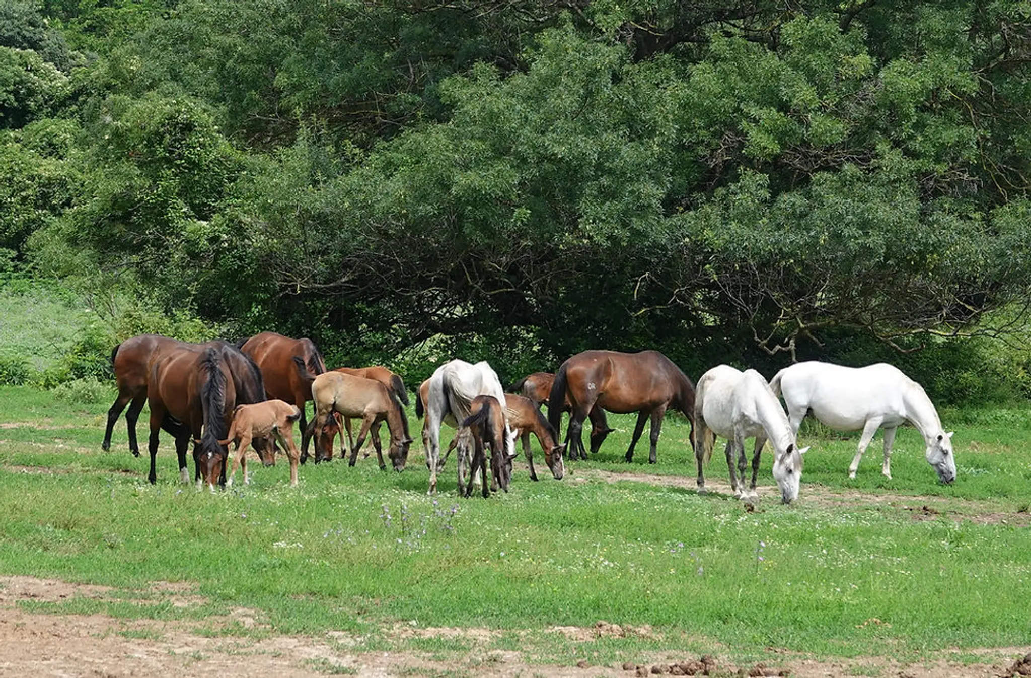 Étrier des Cévennes