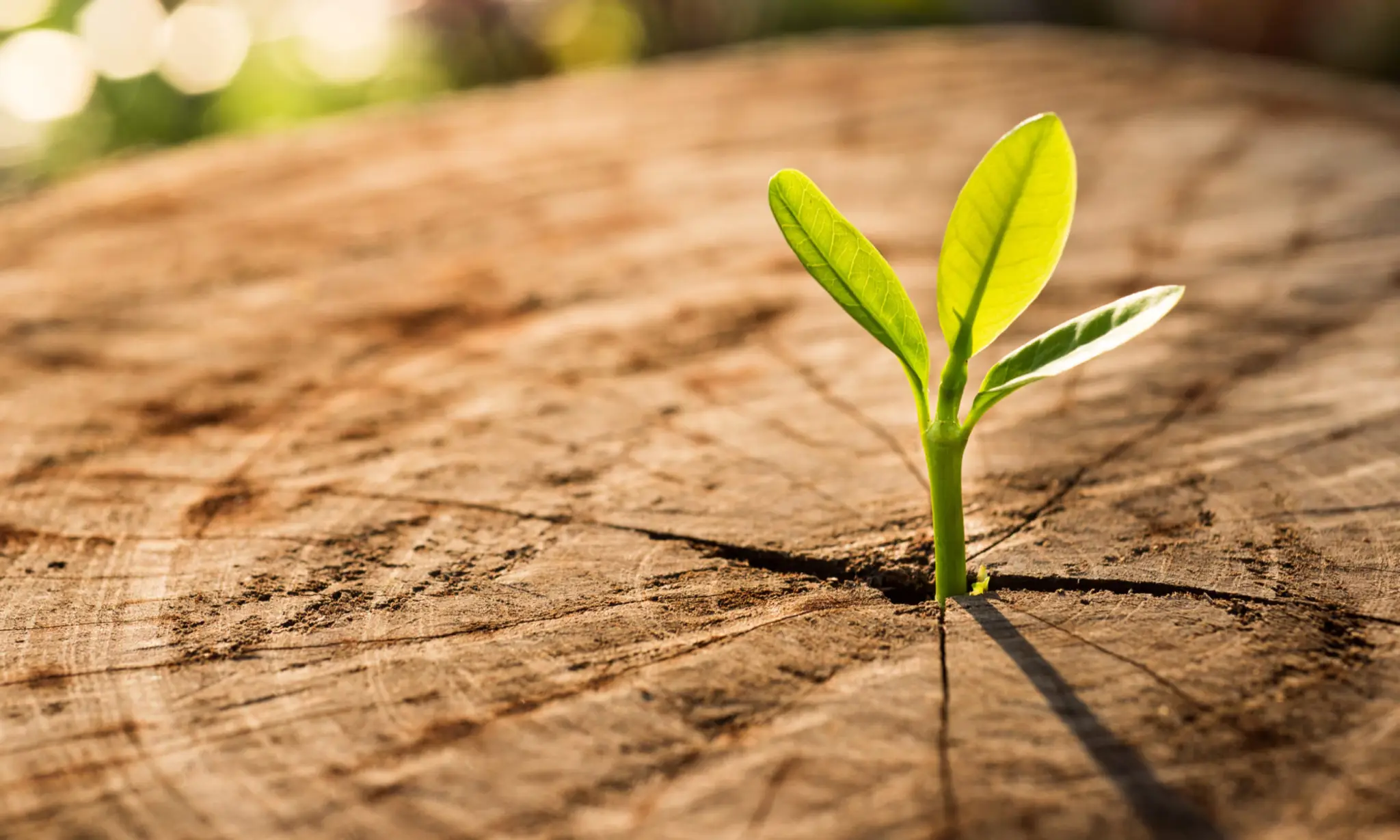 Dothy Cours De Yoga Et Soins